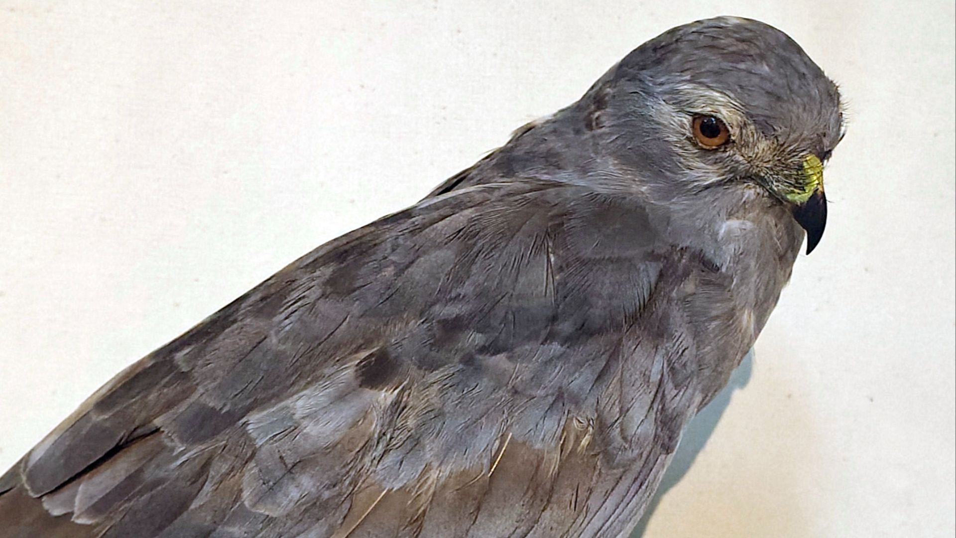 8. La taxidermie n'était pas réservée aux musées