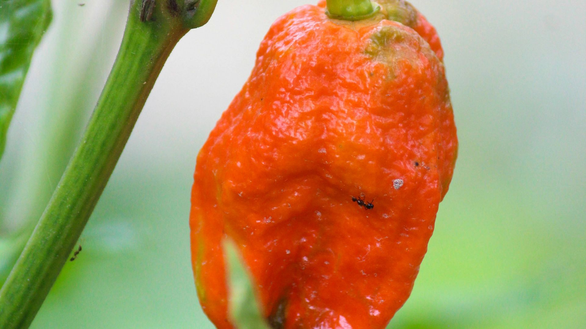 20. Sauce au piment Ghost Pepper