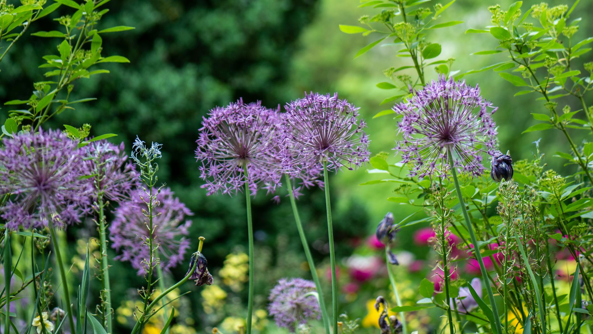 11. Résidus de pesticides sur les plantes