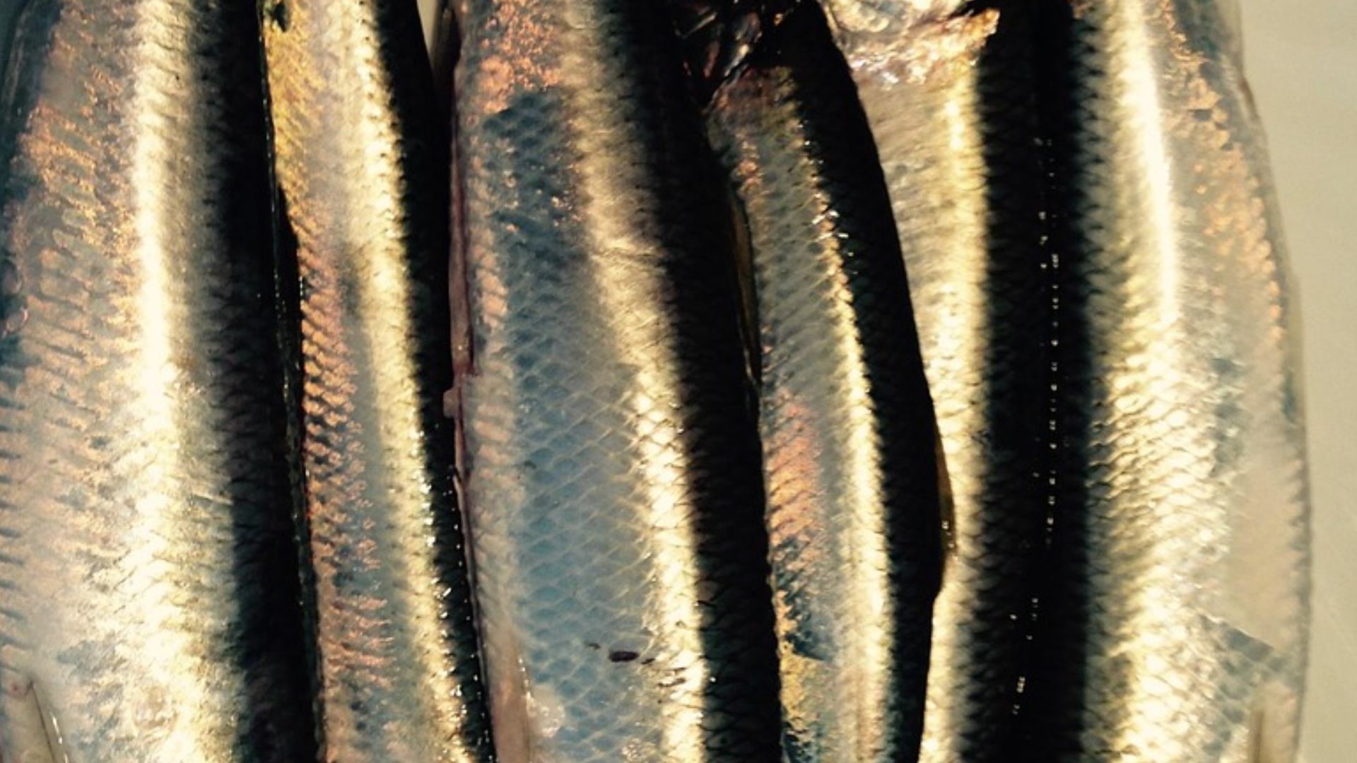 14. Harengs marinés