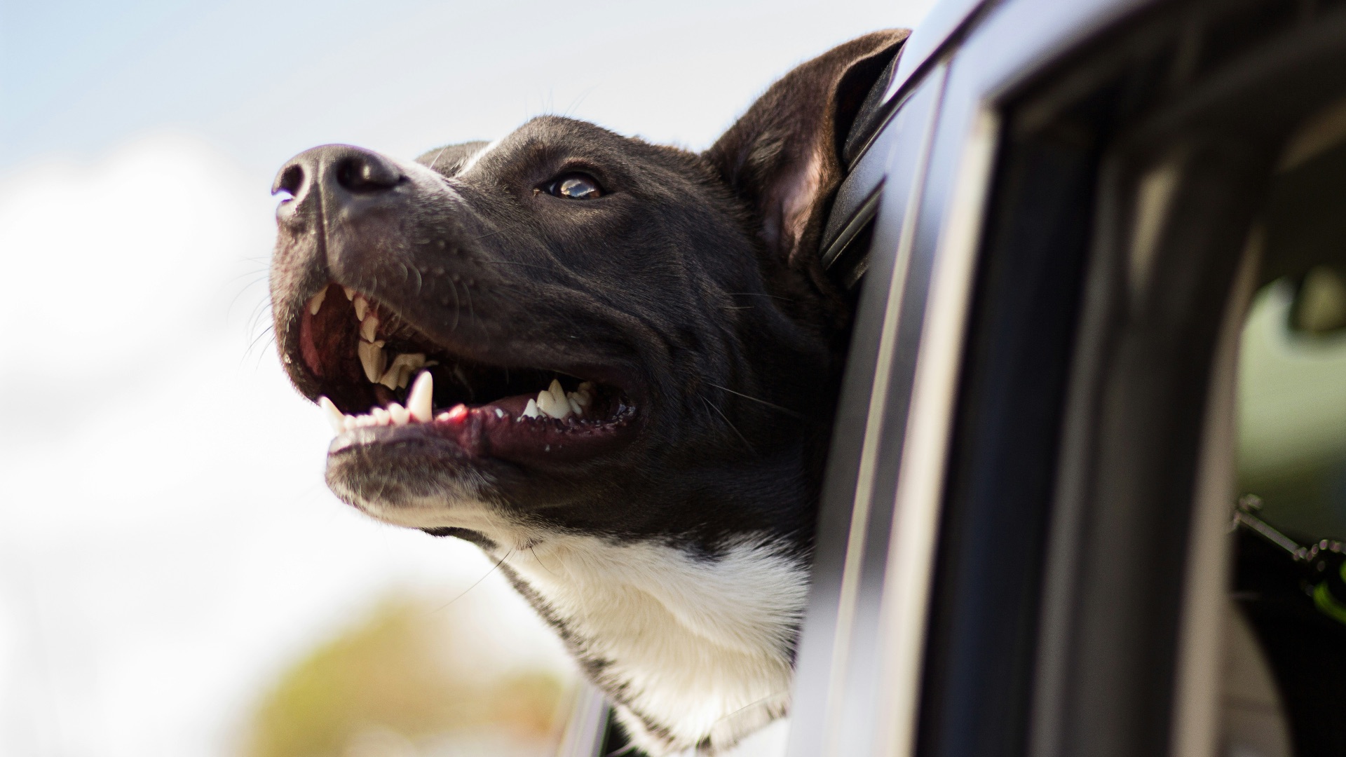 15. Votre chien