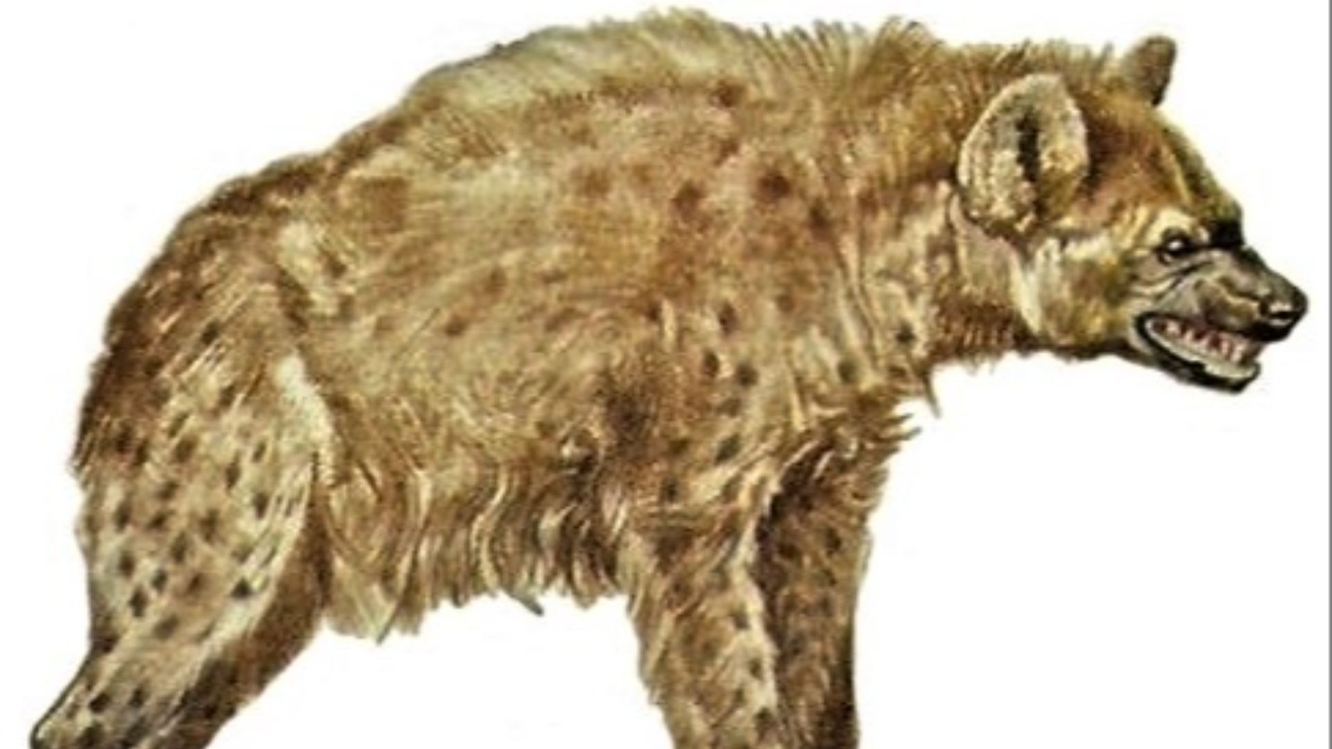 19. Hyène des cavernes