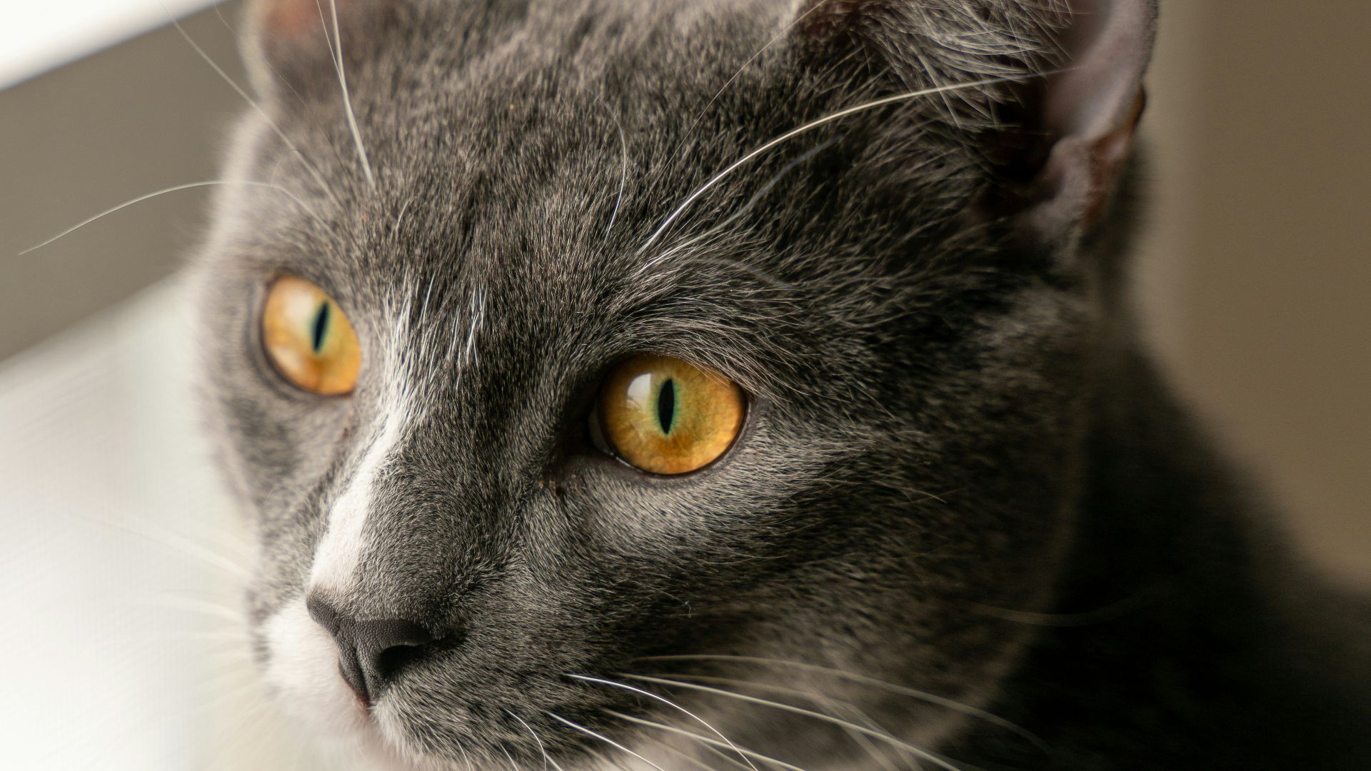14. Éloignez les animaux domestiques de vos pieds