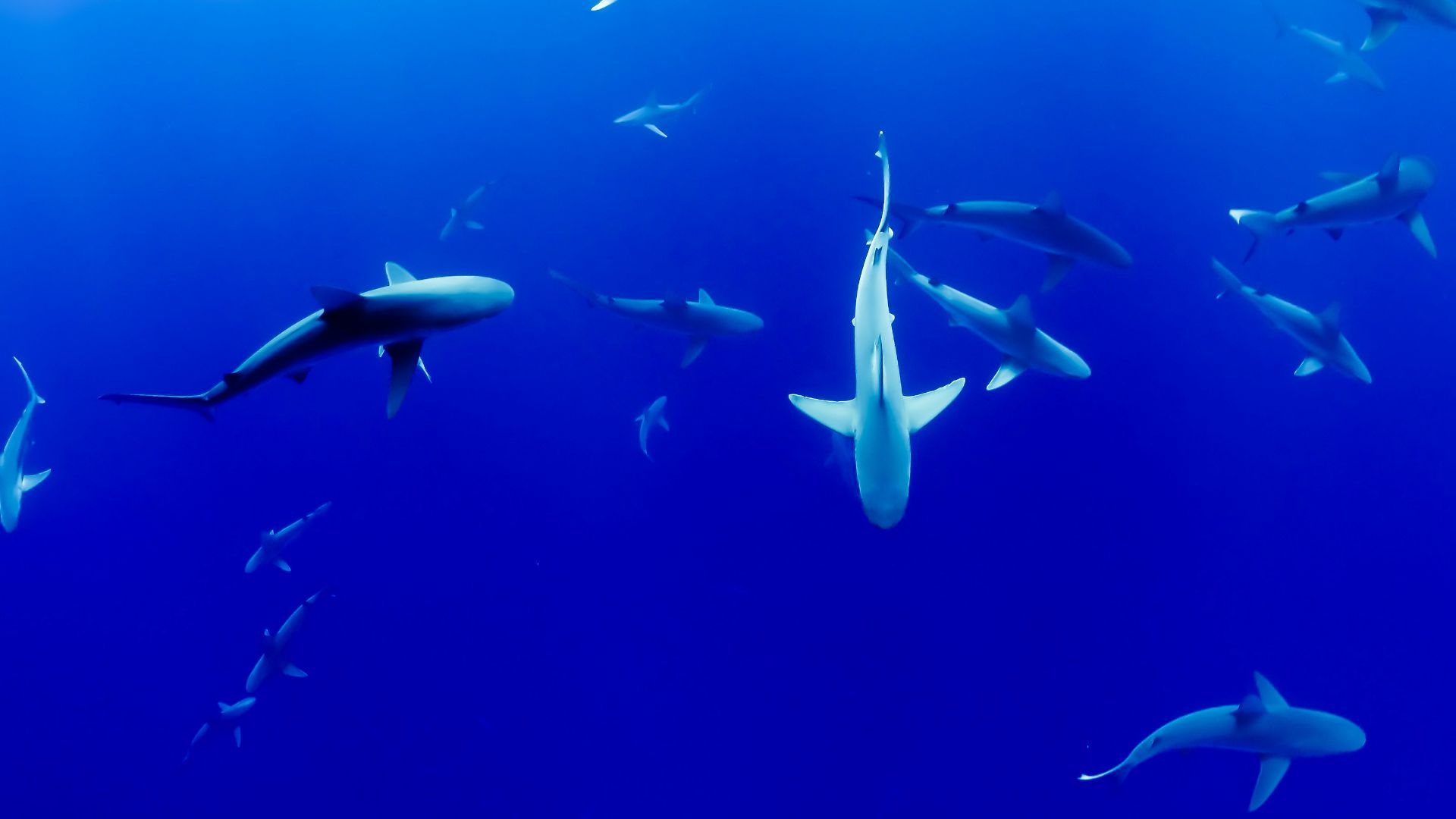 19. L'équipage de l'USS Indianapolis et les requins (1945)