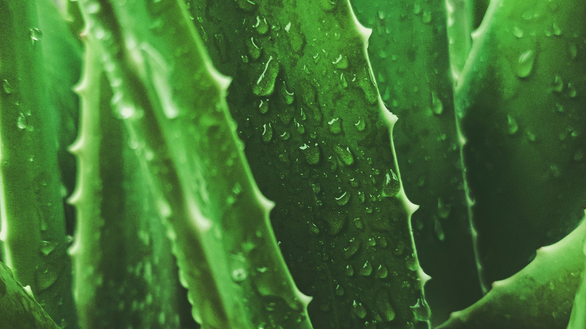 9. L'aloès pour les brûlures légères