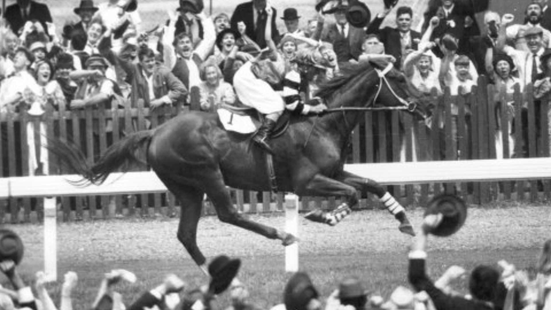 11. Phar Lap : l'icône nationale de l'Australie