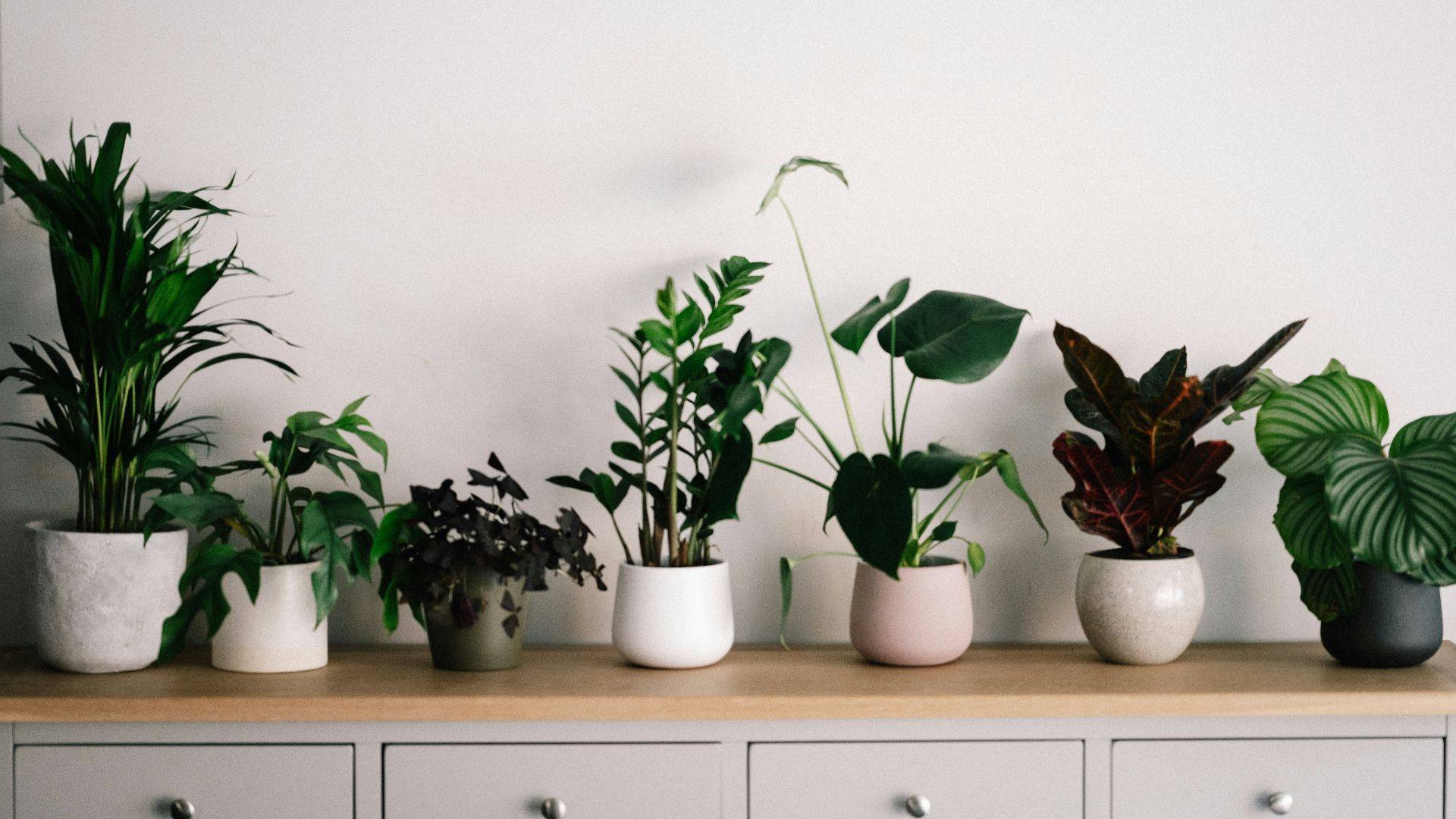 13. Prenez soin de vos plantes