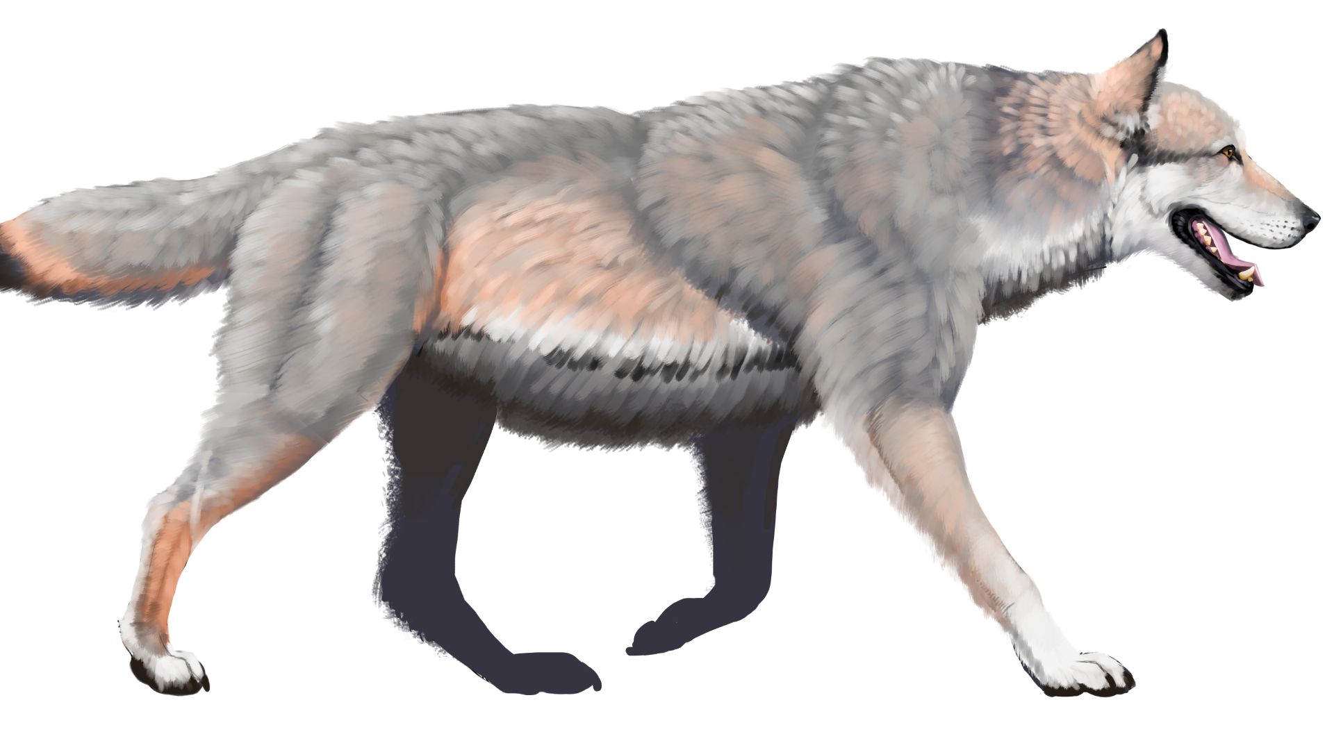 5. Loup géant