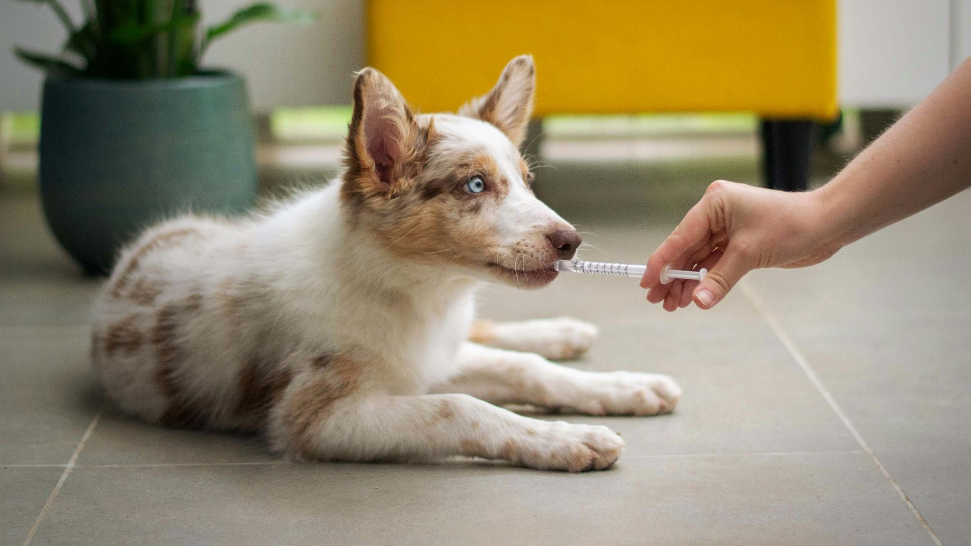 15. Assurance pour animaux de compagnie