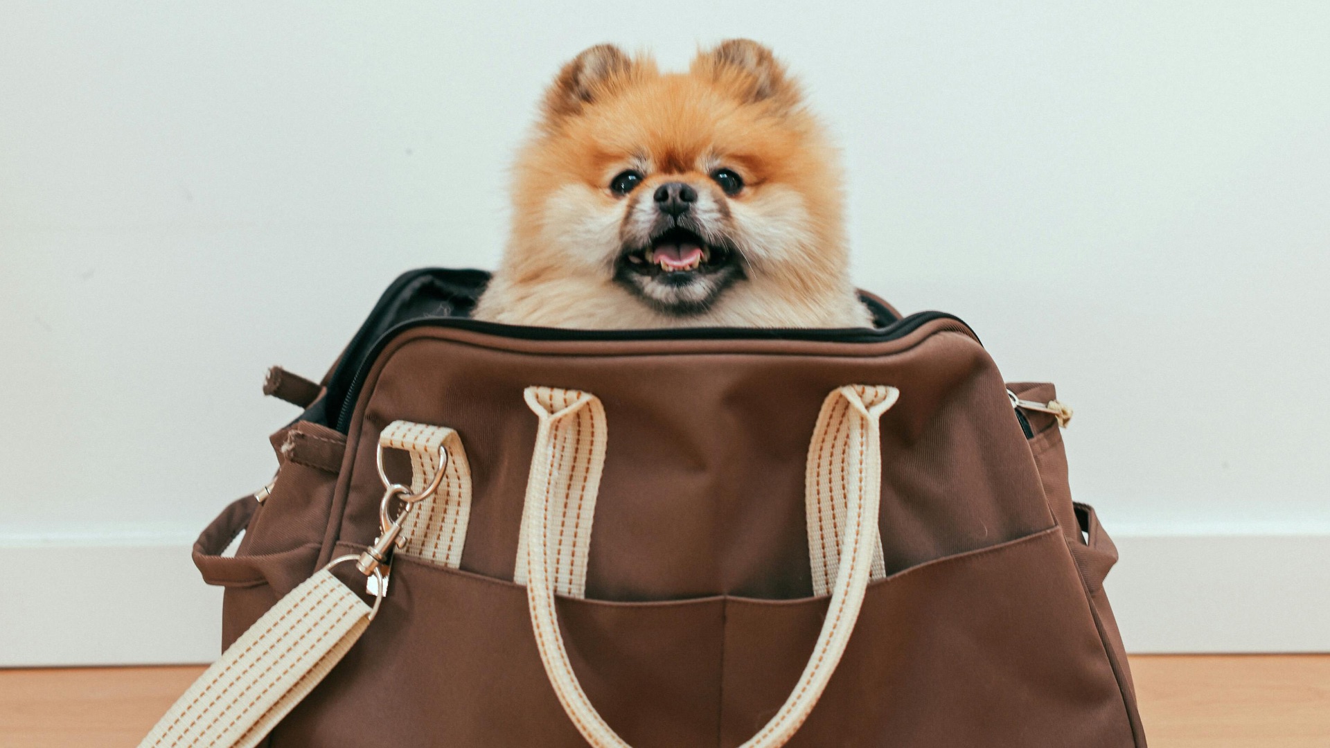 16. Sac de transport pour animaux