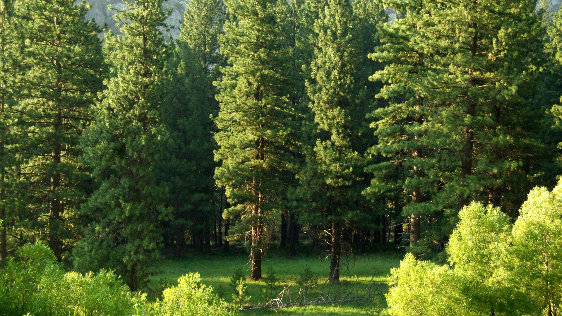 15. Grimper aux arbres jusqu'à des hauteurs vertigineuses
