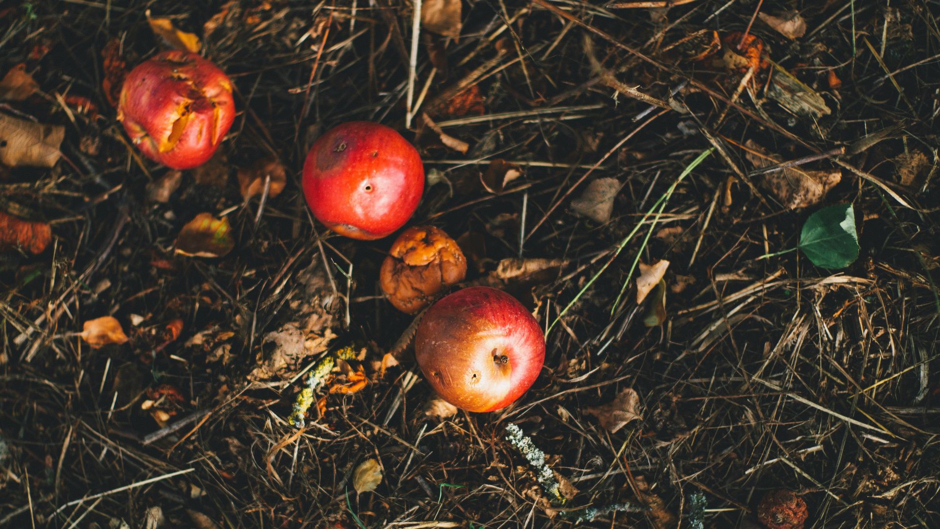 6. Composter les déchets de cuisine
