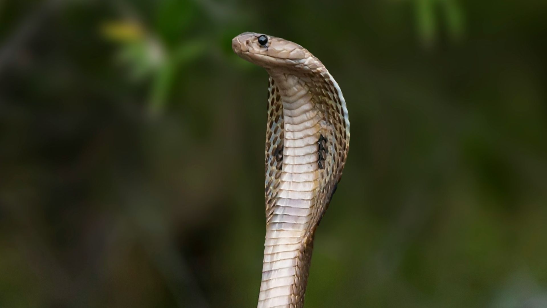 16. Grace Olive Wiley et le Cobra (1948)