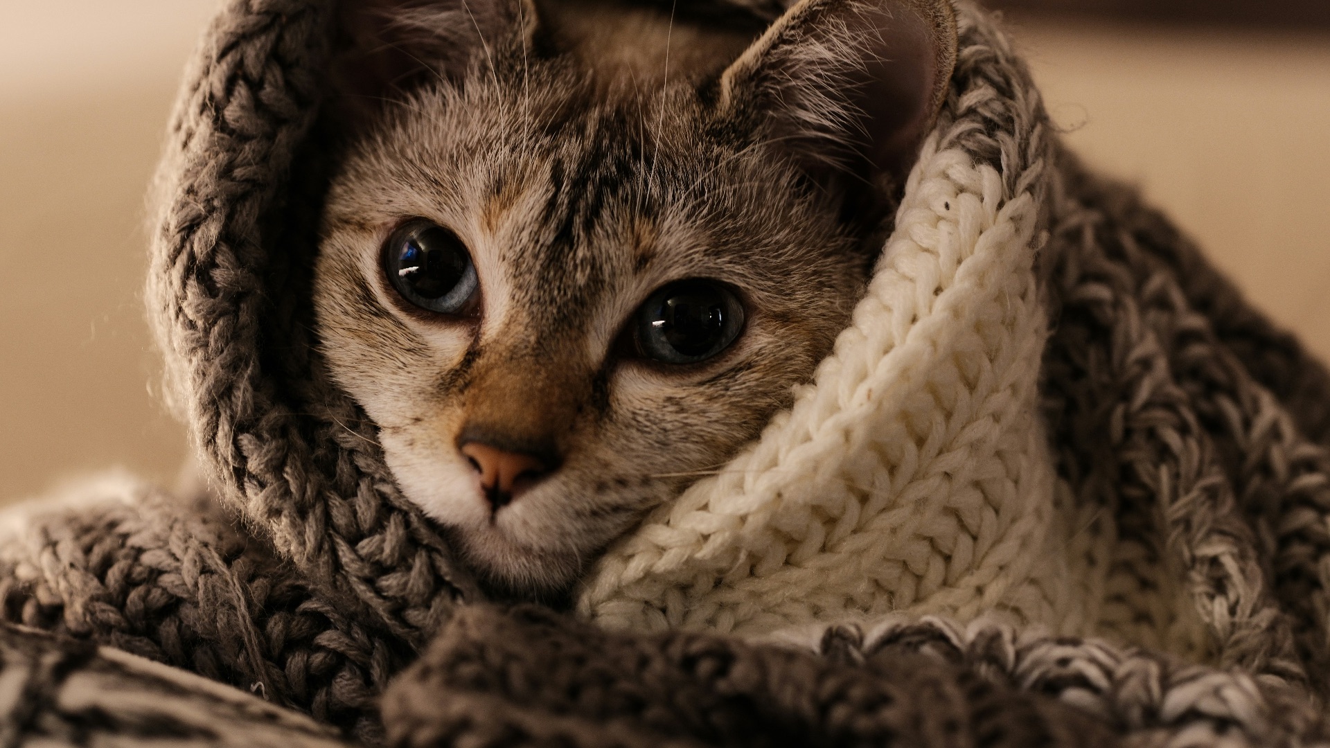 11. Couverture lavable pour animaux de compagnie
