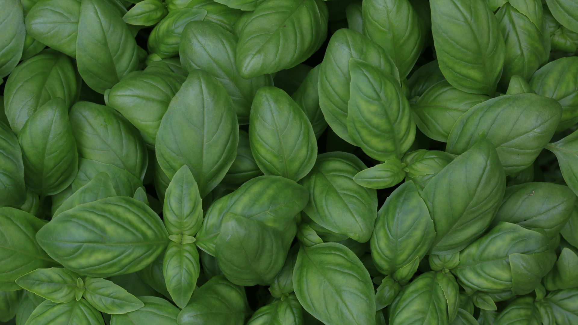 3. Basilic