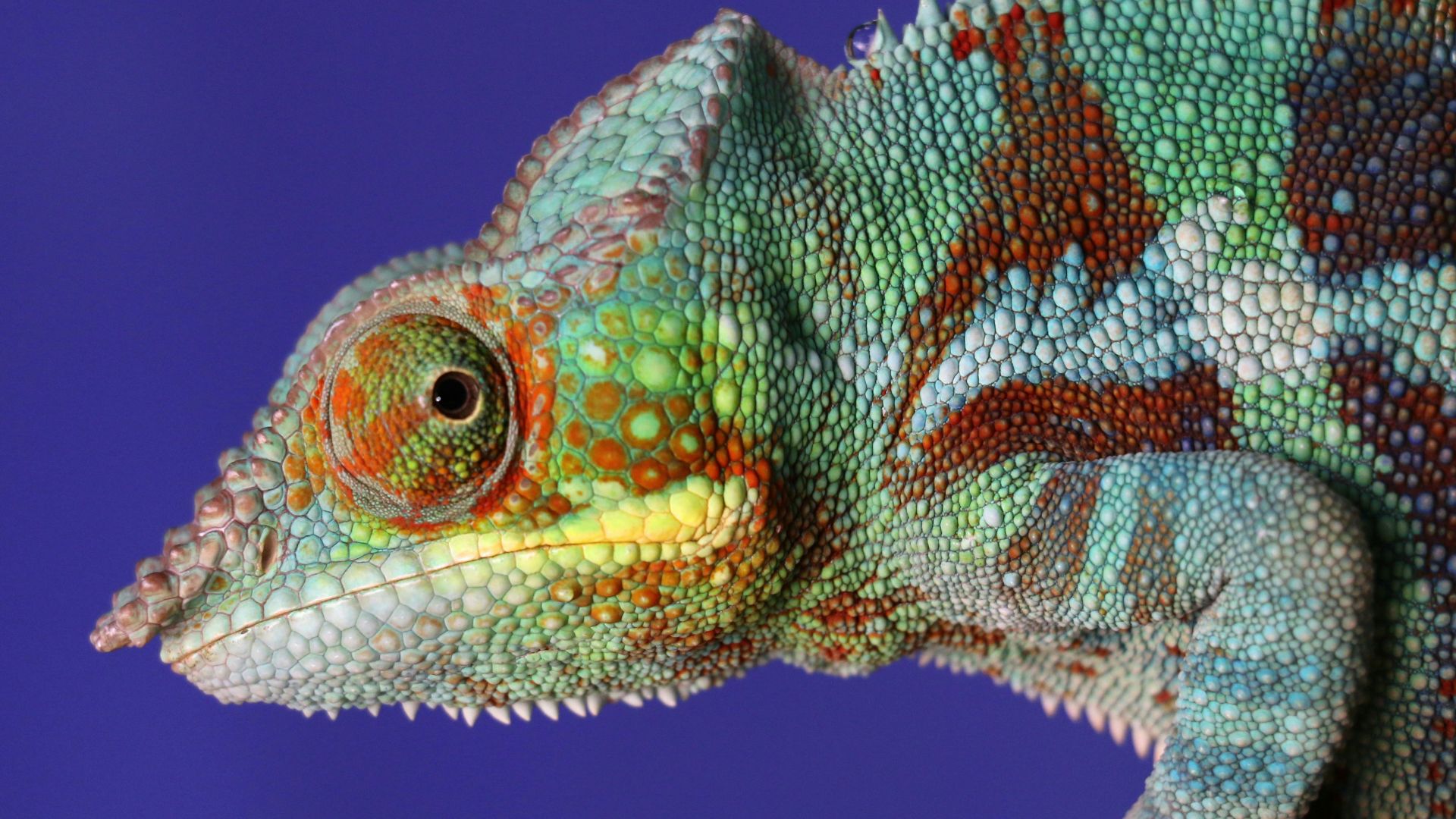16. Pourquoi les caméléons changent-ils de couleur ?