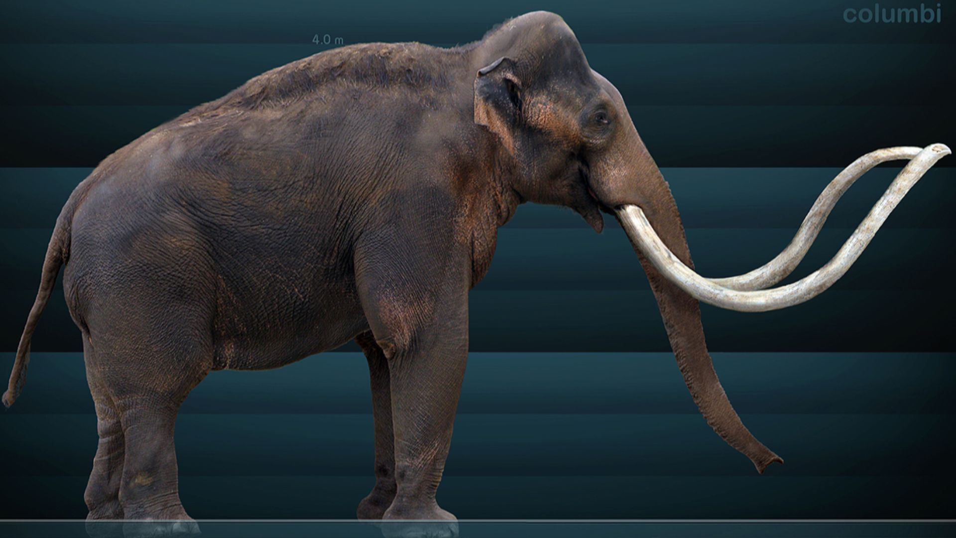 2. Mammouth de Colombie