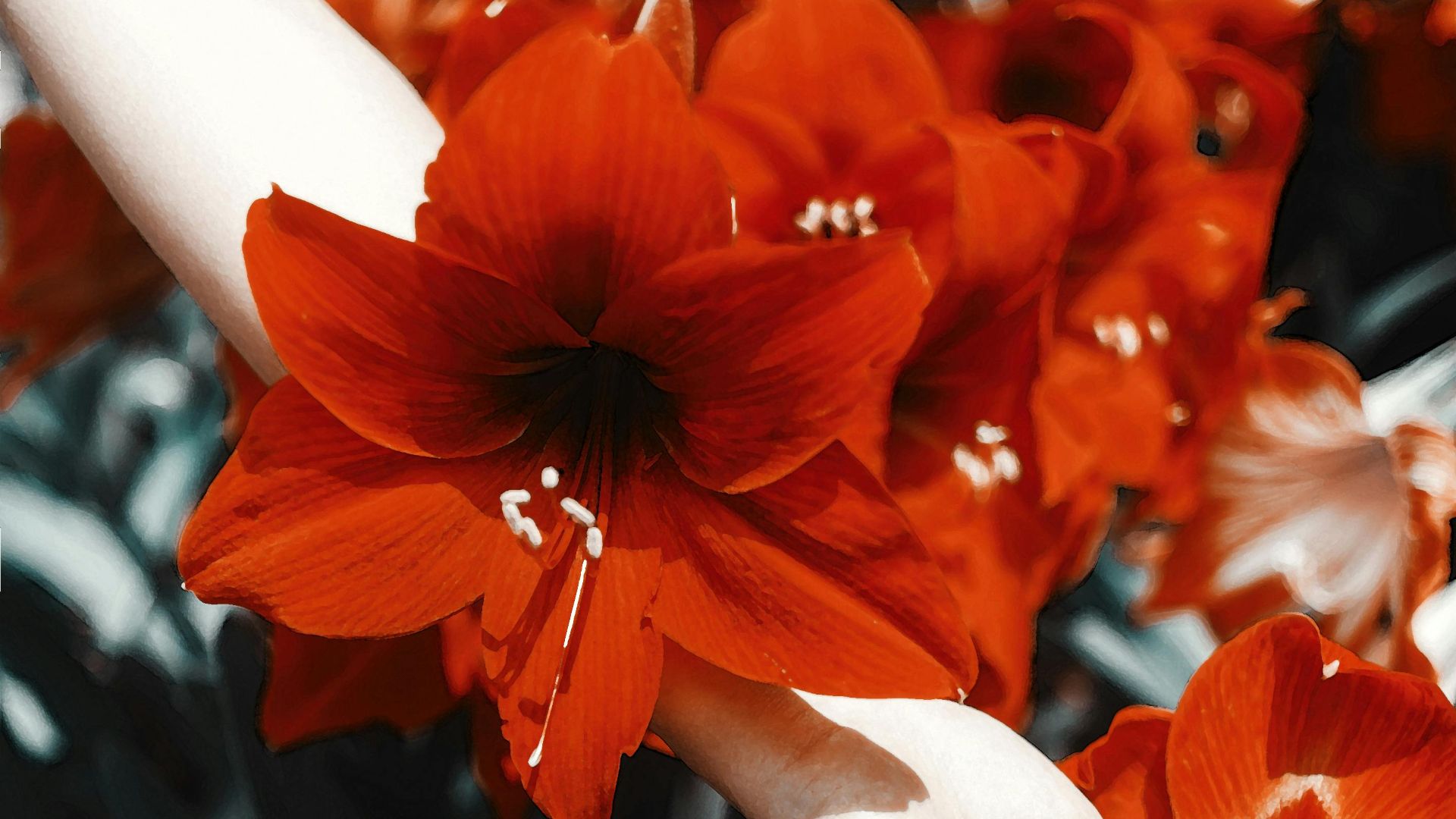 5. Gouttes de belladone