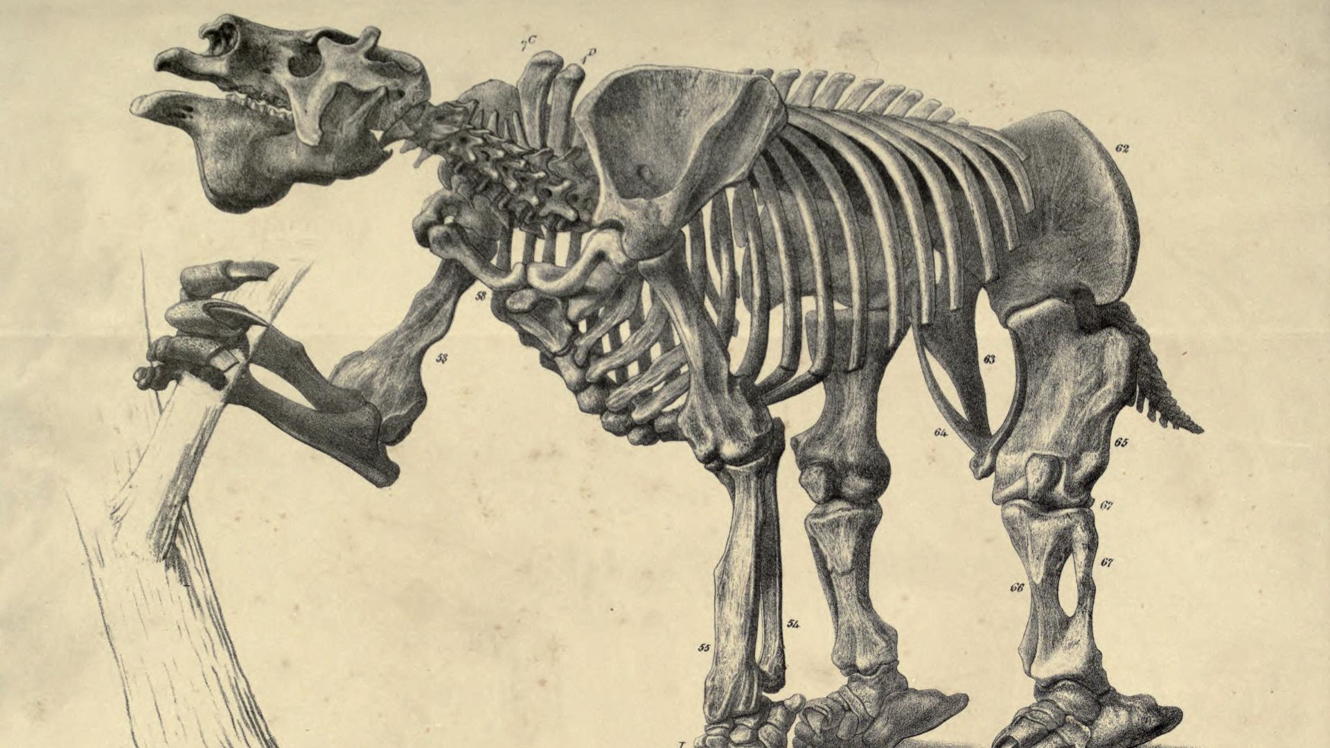 6. Paresseux géant terrestre