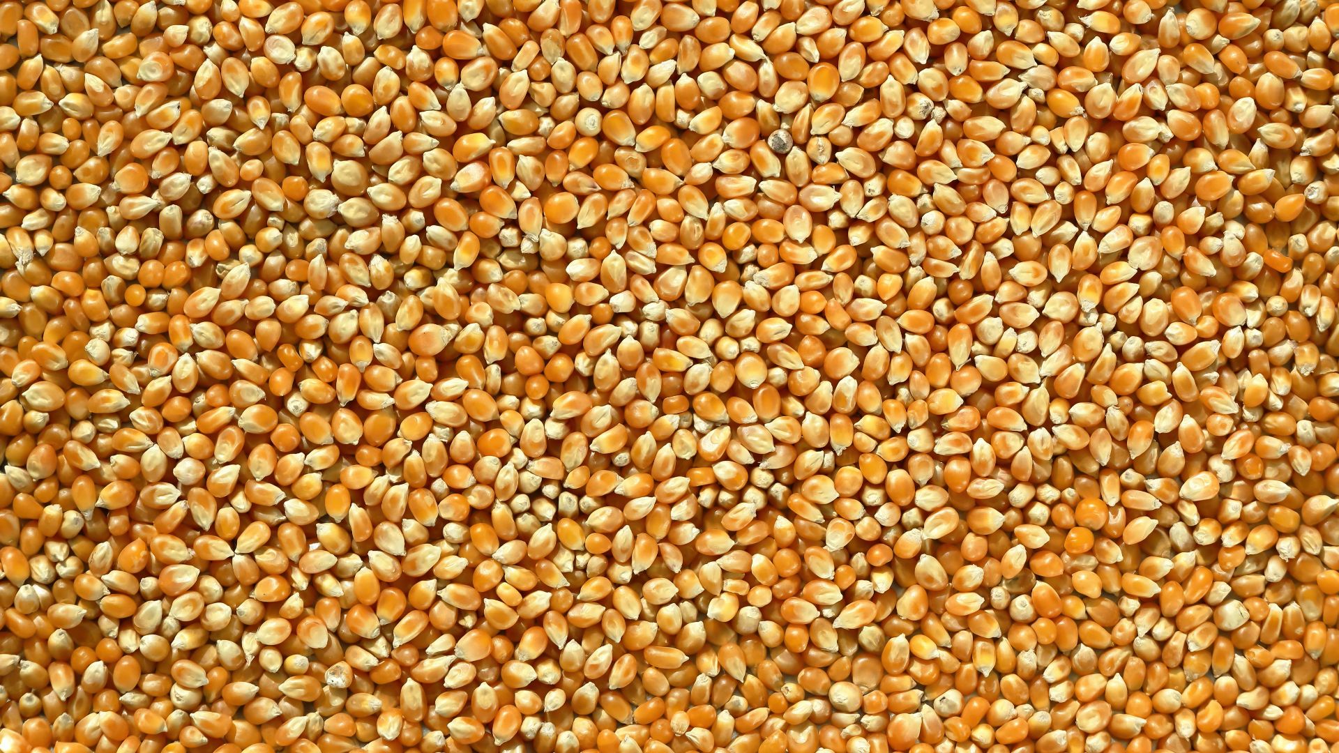 2. Grains de maïs à pop-corn