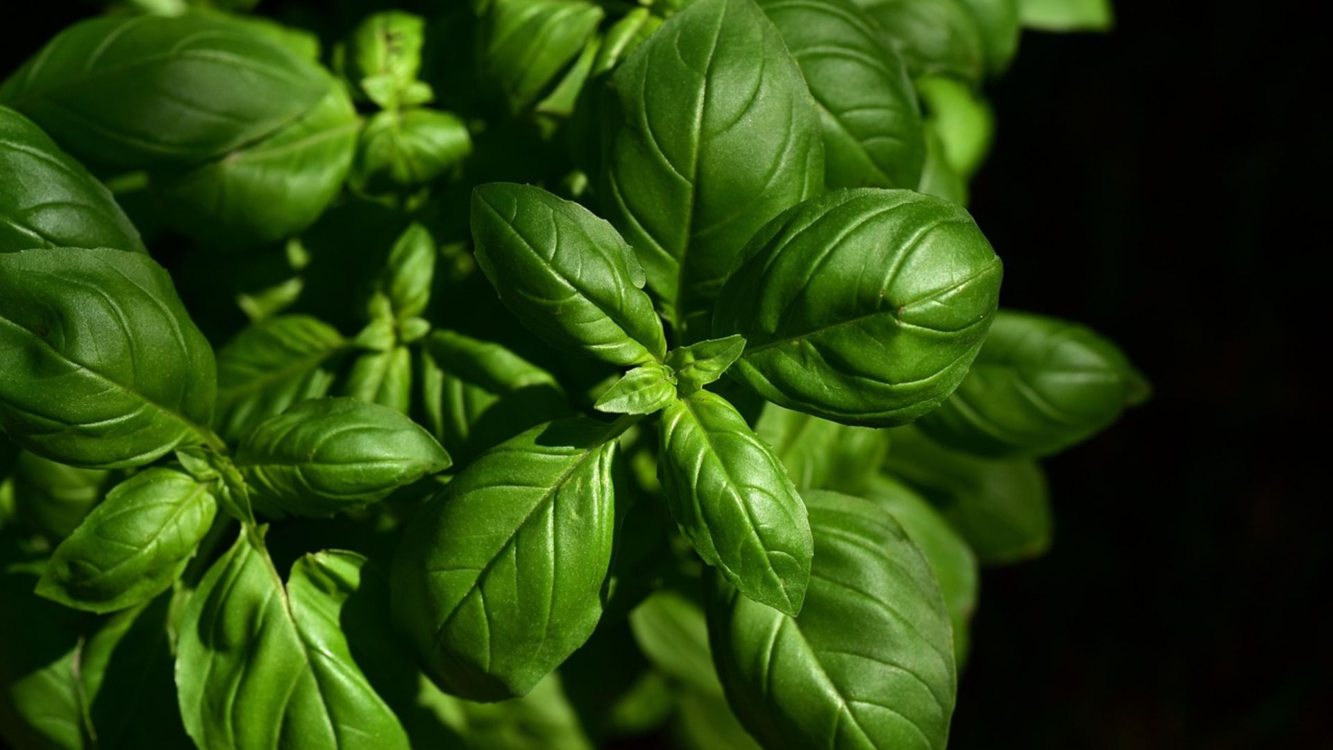 3. Incorporer le basilic frais.
