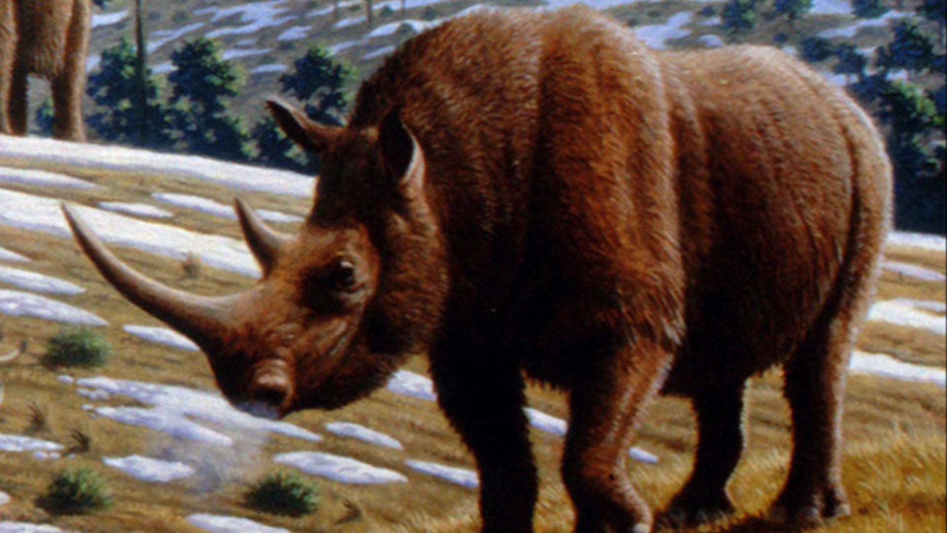 10. Rhinocéros laineux