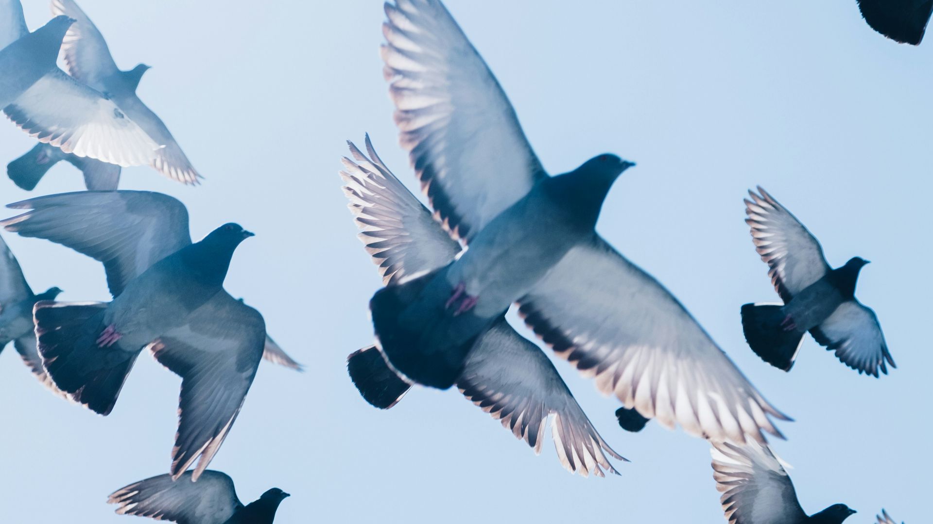 19. Les pigeons farcis d'Adolf