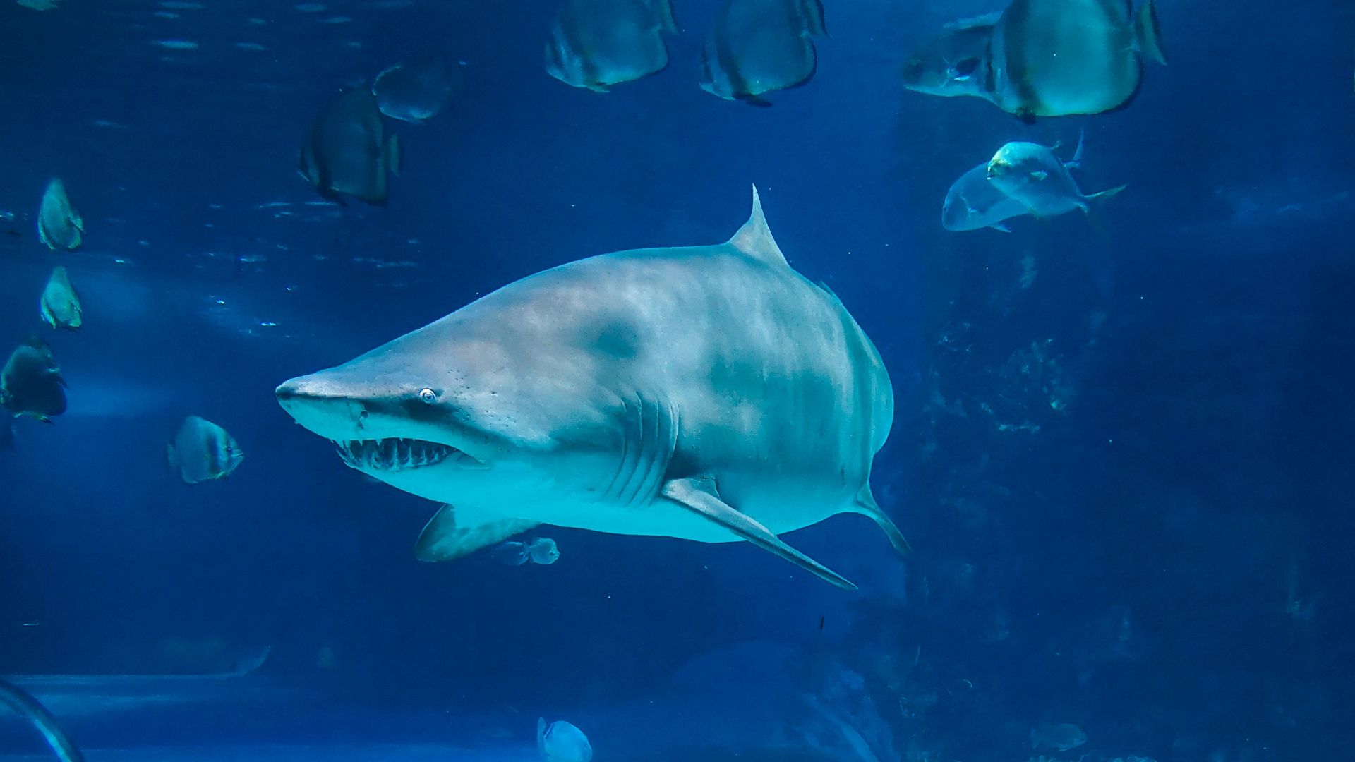 17. Tom et Eileen Lonergan et les Sharks (1998)