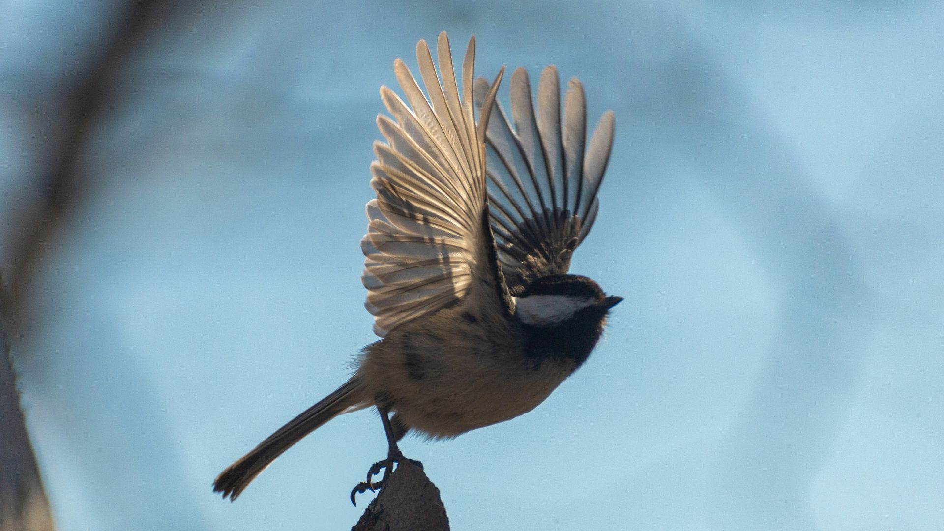 4. Observation des oiseaux