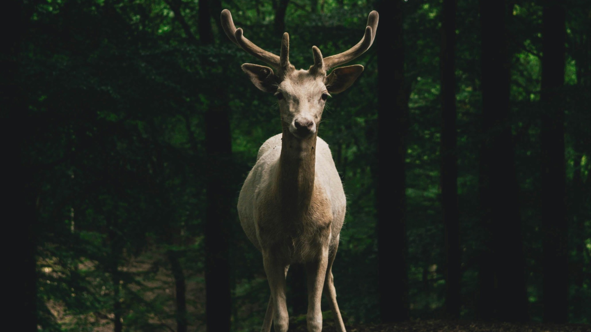 5. Passages à faune