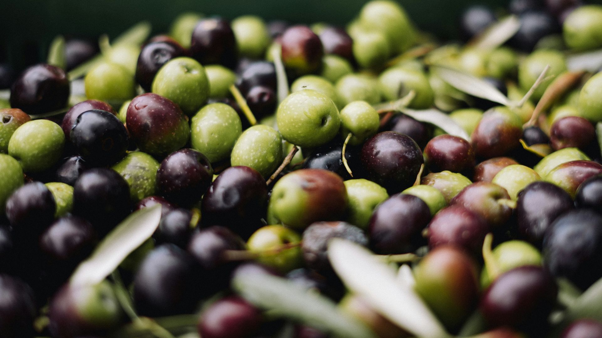 2. Olive