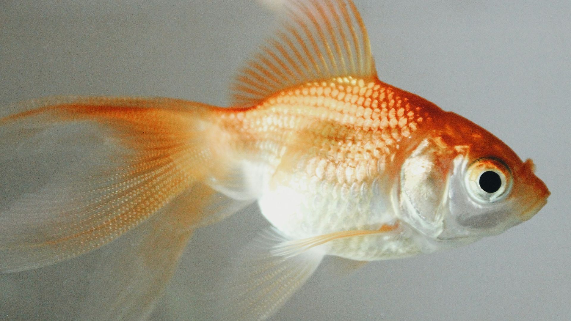 9. Les poissons rouges ont-ils la mémoire courte ?