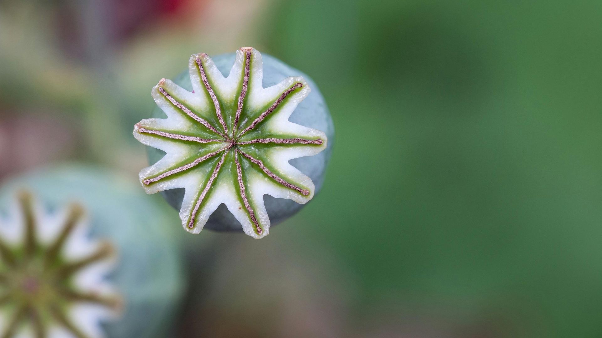7. Sirops contre la toux à base d'héroïne et d'opium