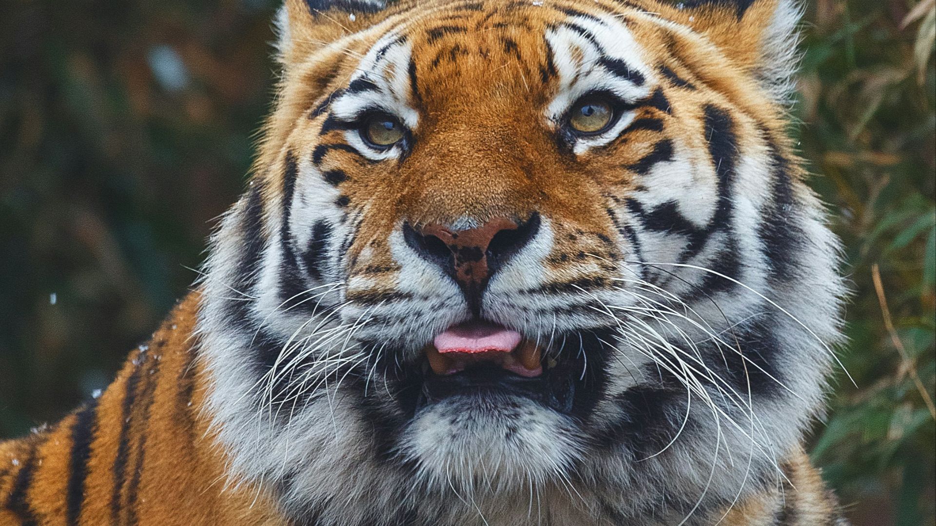 18. Kansuke Mitsui et le tigre de Sibérie (1997)