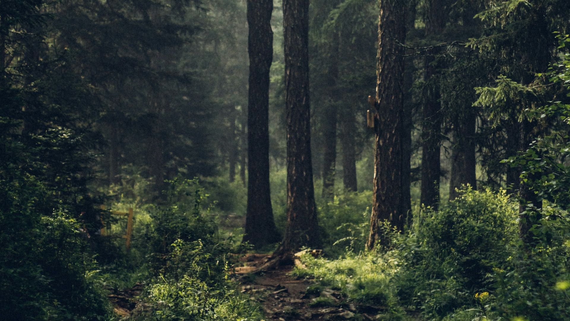 2. Le Pont vers Terabithia