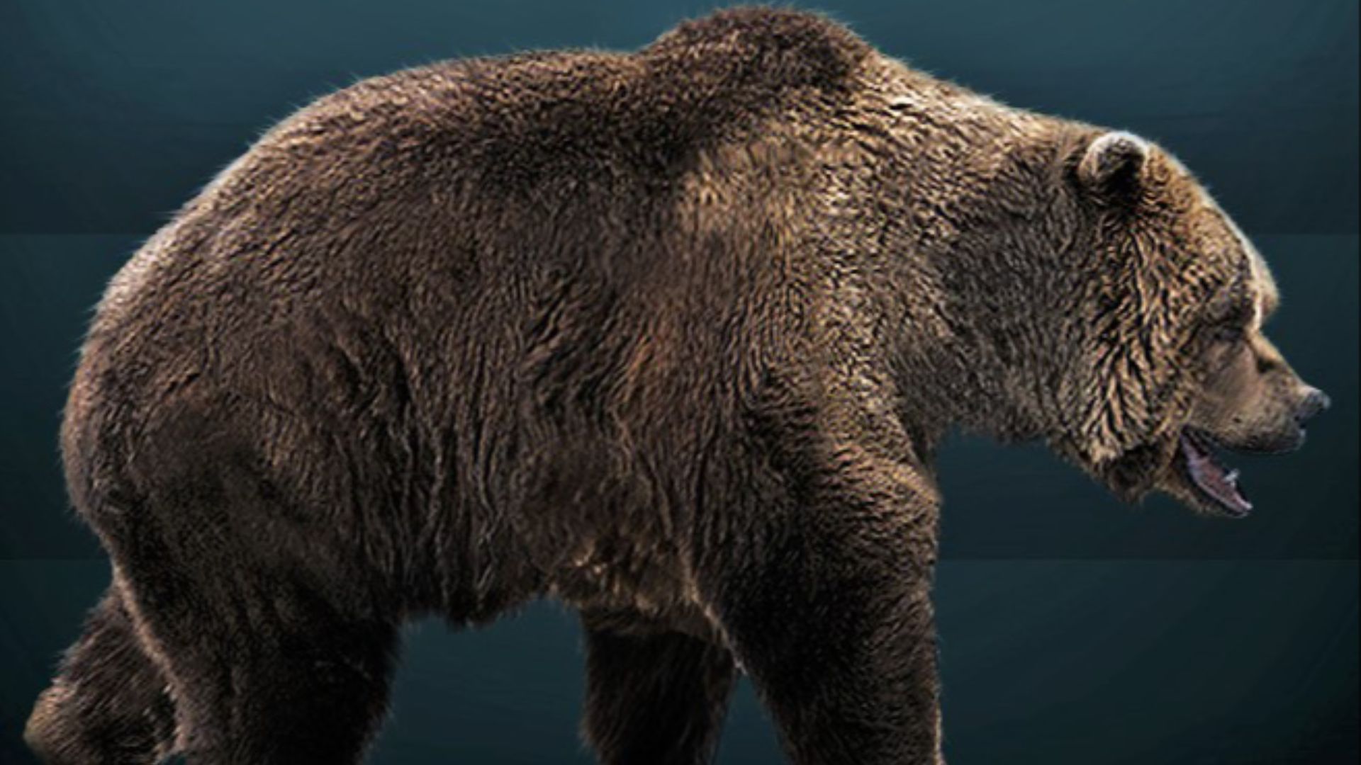 8. L'ours des cavernes