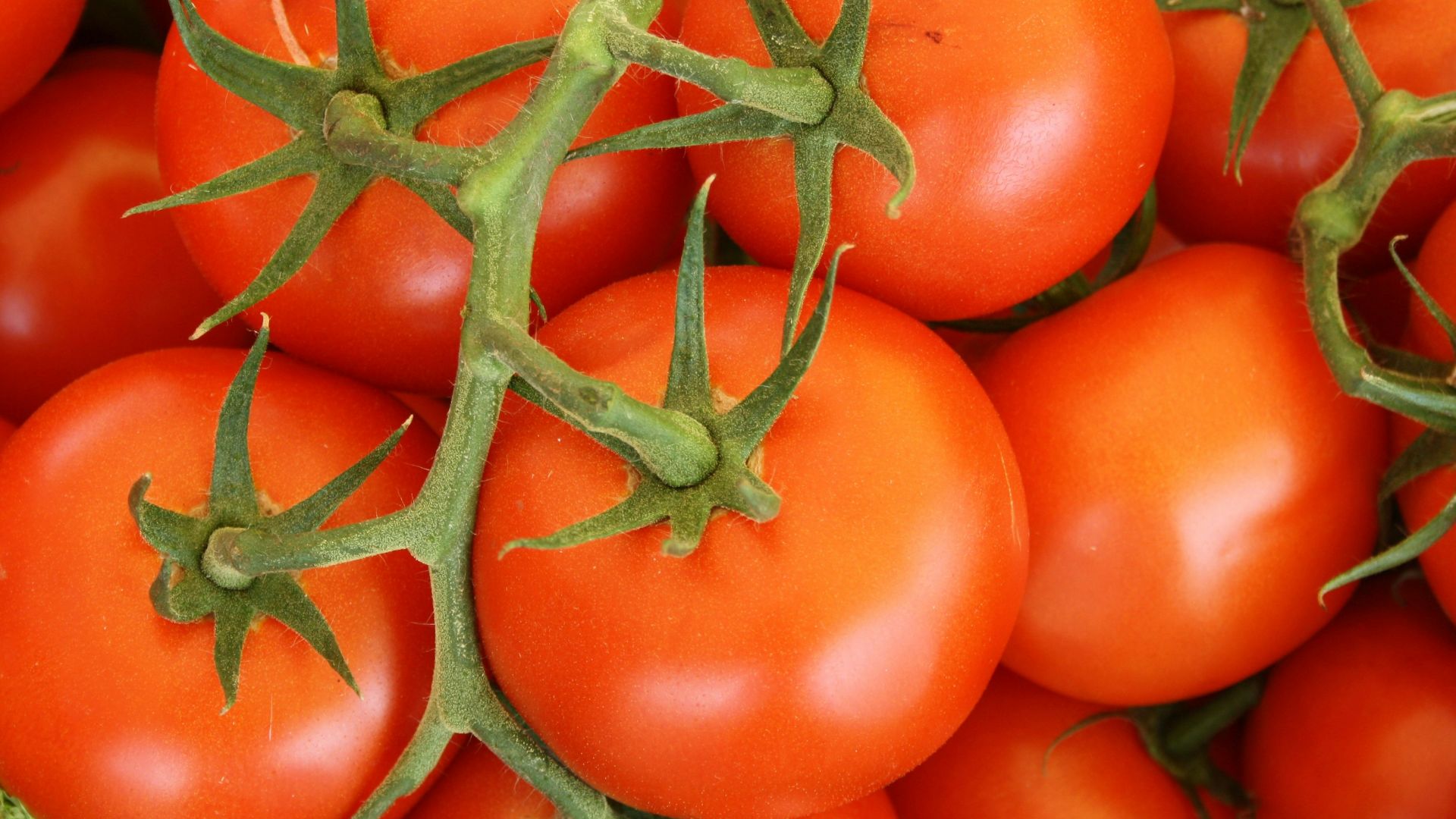 17. Tomates en tranches
