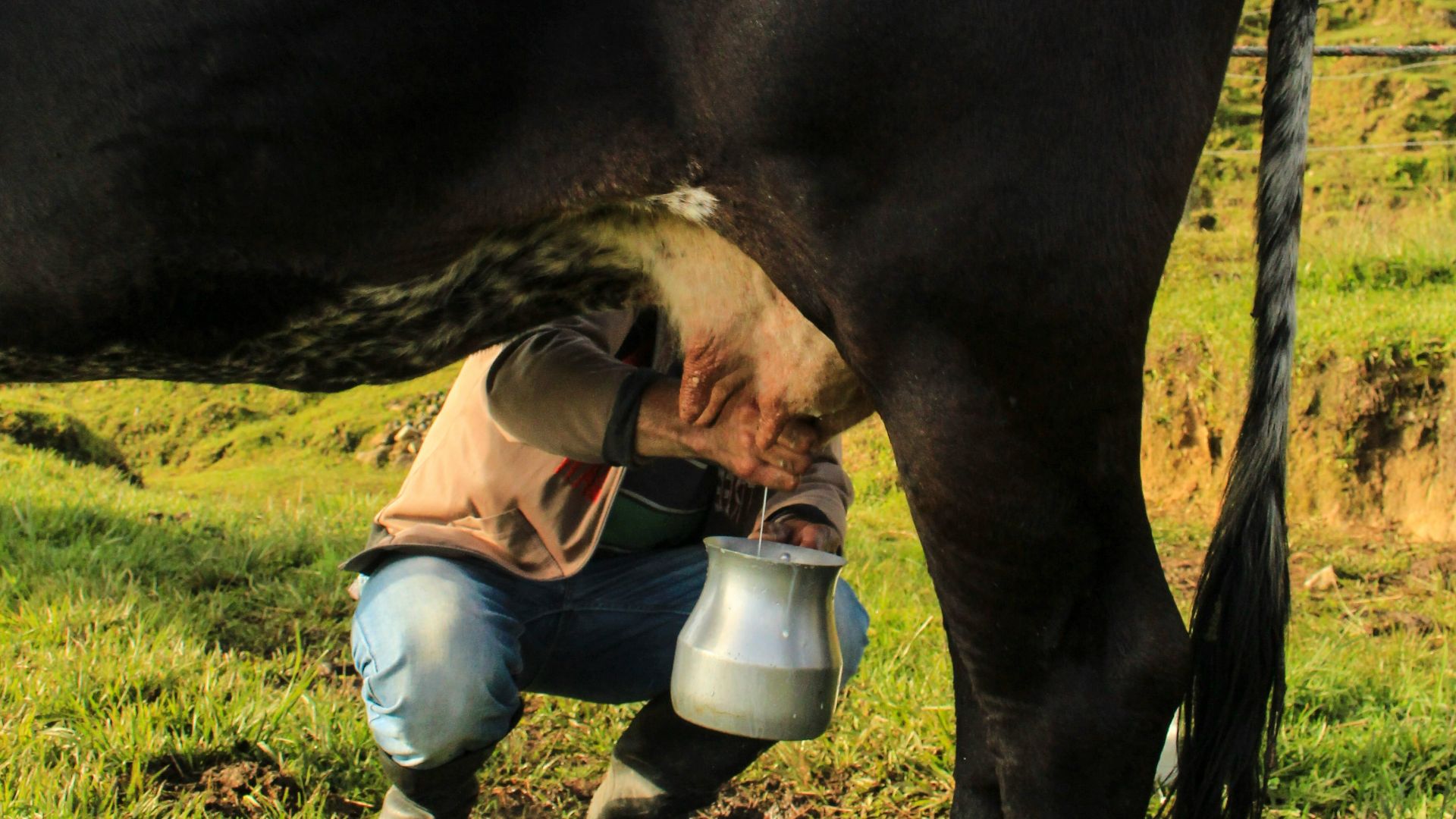 11. Évangélisation du lait cru