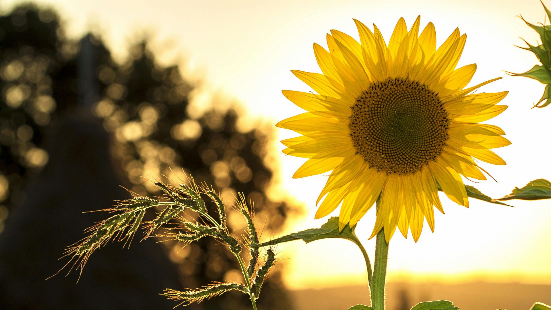 4. Faites le plein de vitamine D