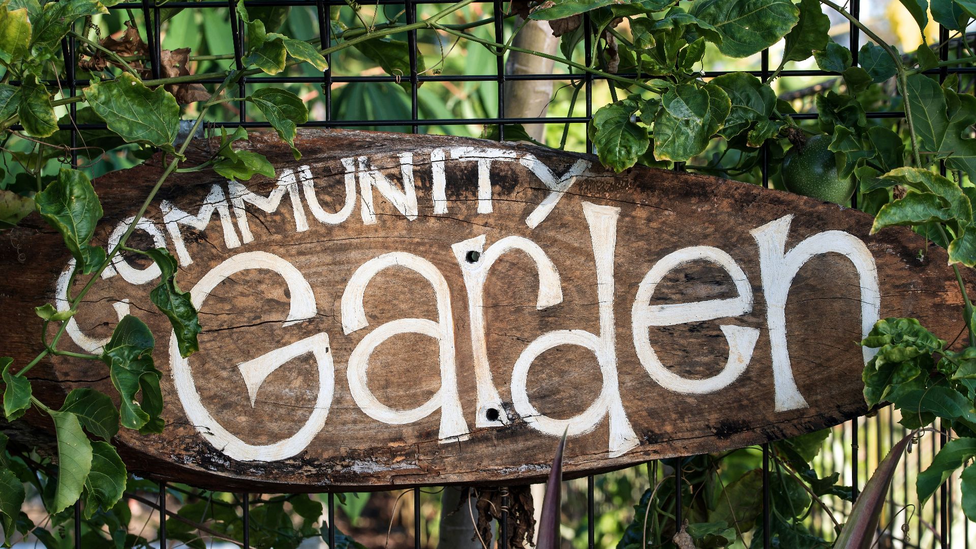 17. Rejoignez un jardin communautaire
