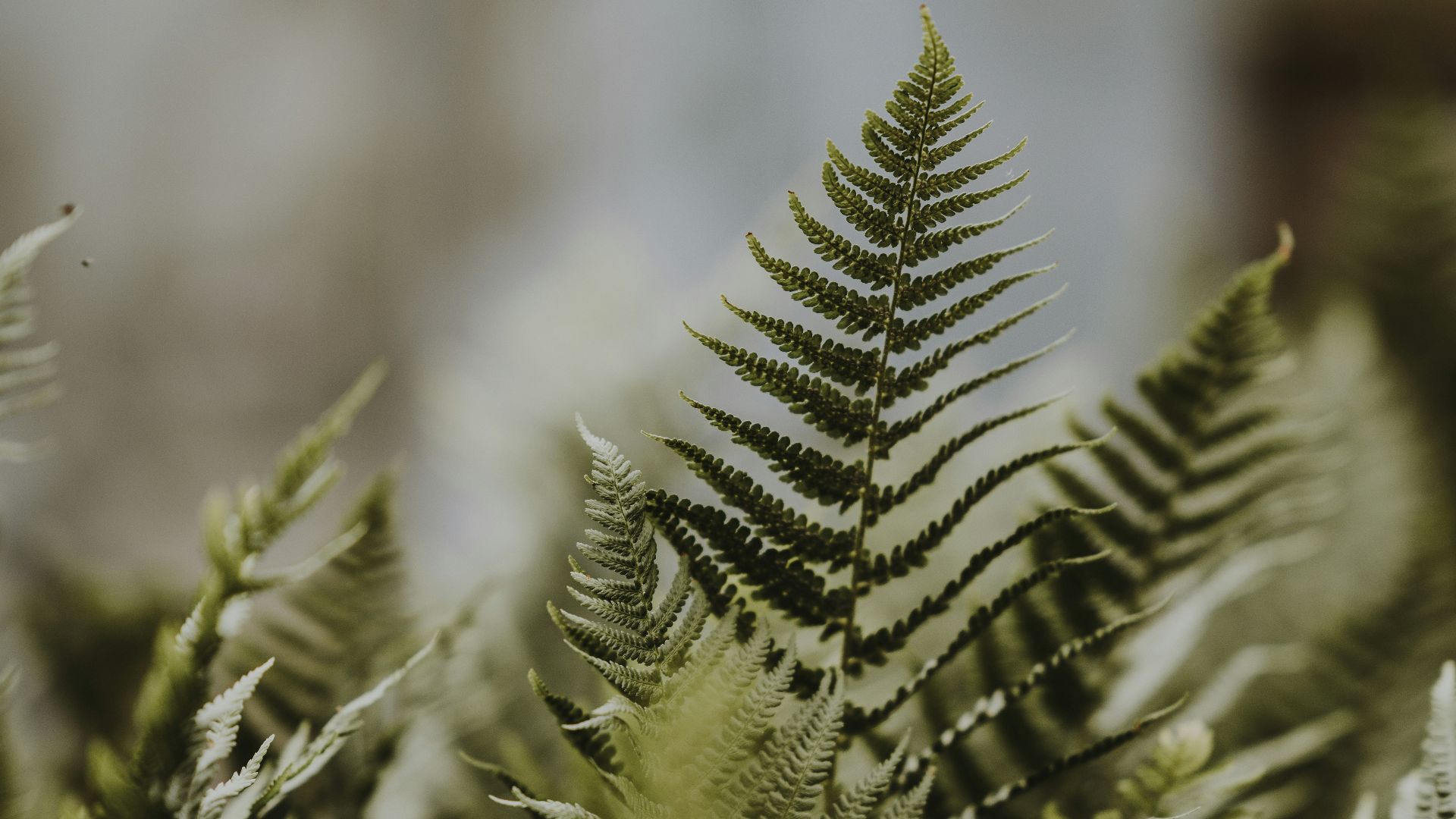 12. La folie des fougères