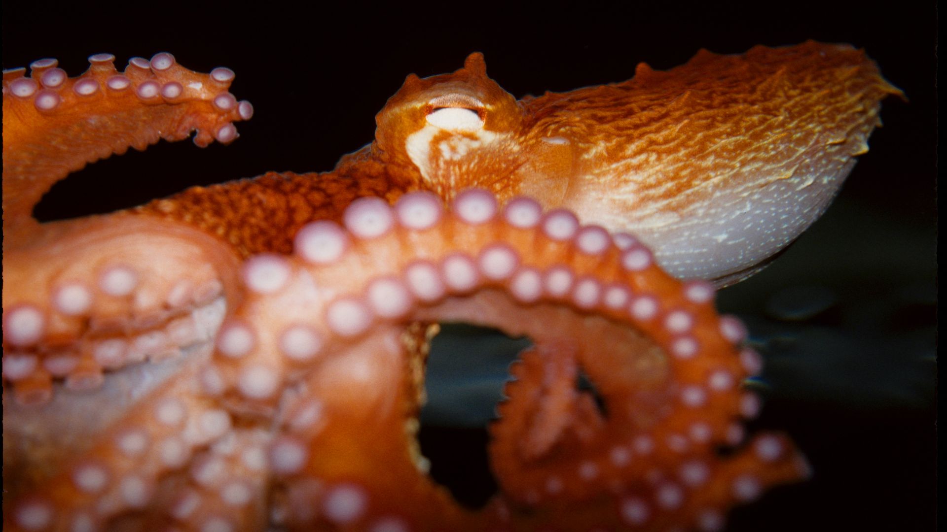 17. Une pieuvre à sept bras