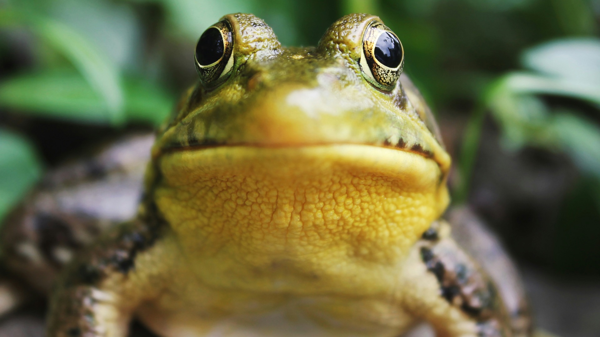 4. Aucune grenouille n'est consommée lors des concours de saut de grenouilles