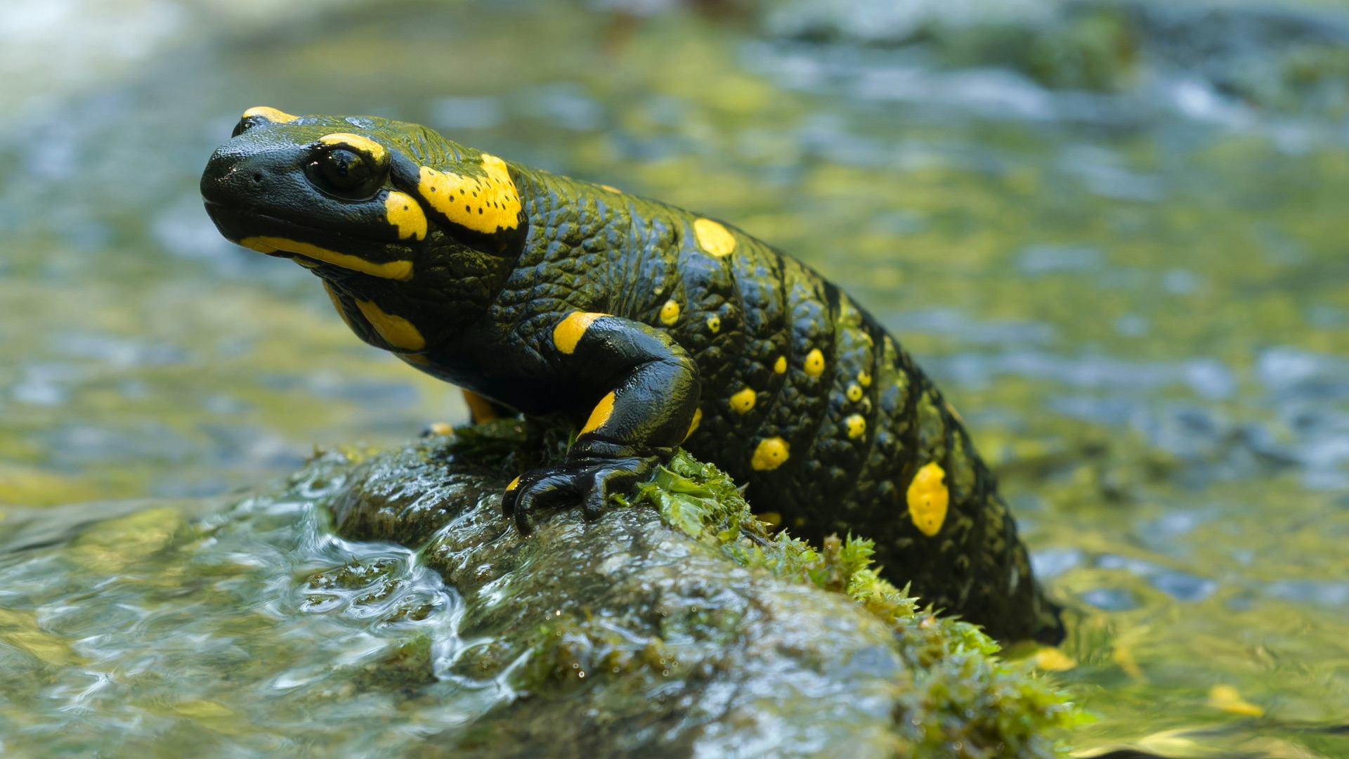 9. On n'a jamais trop de salamandres