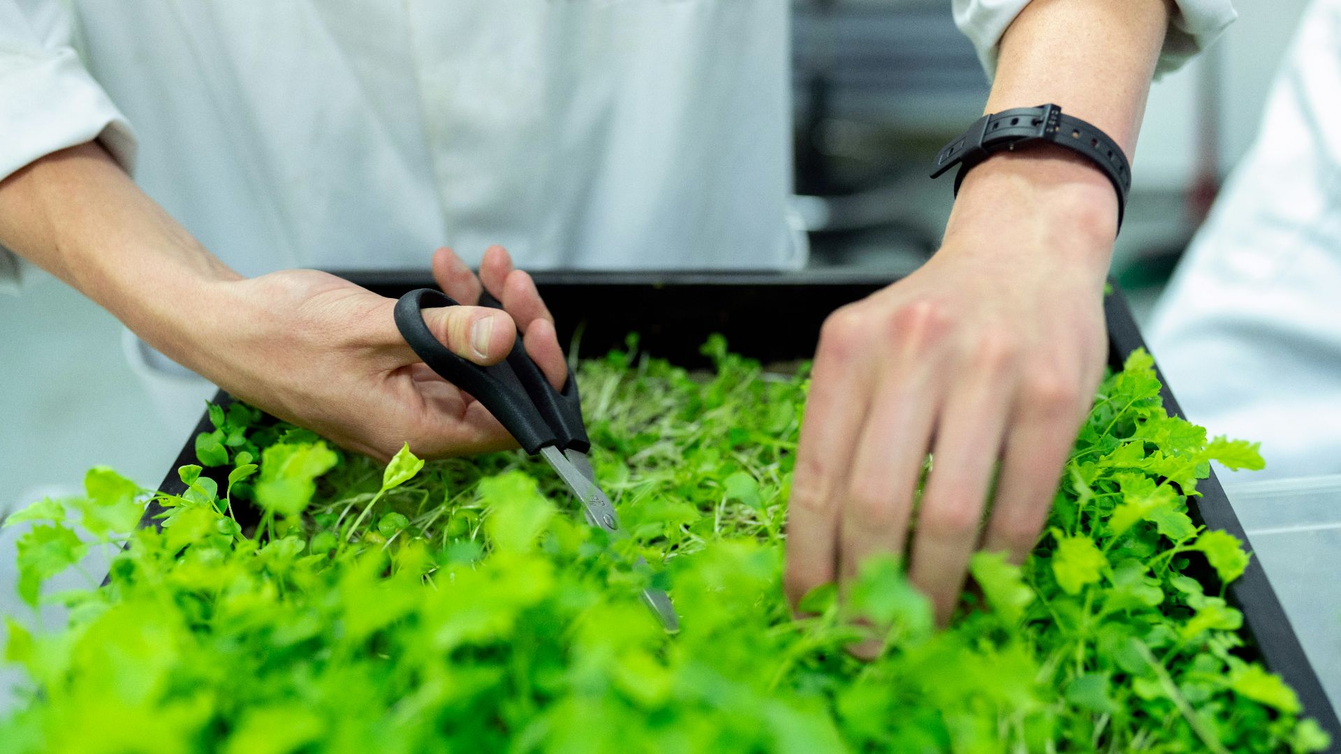 9. Sciences agricoles