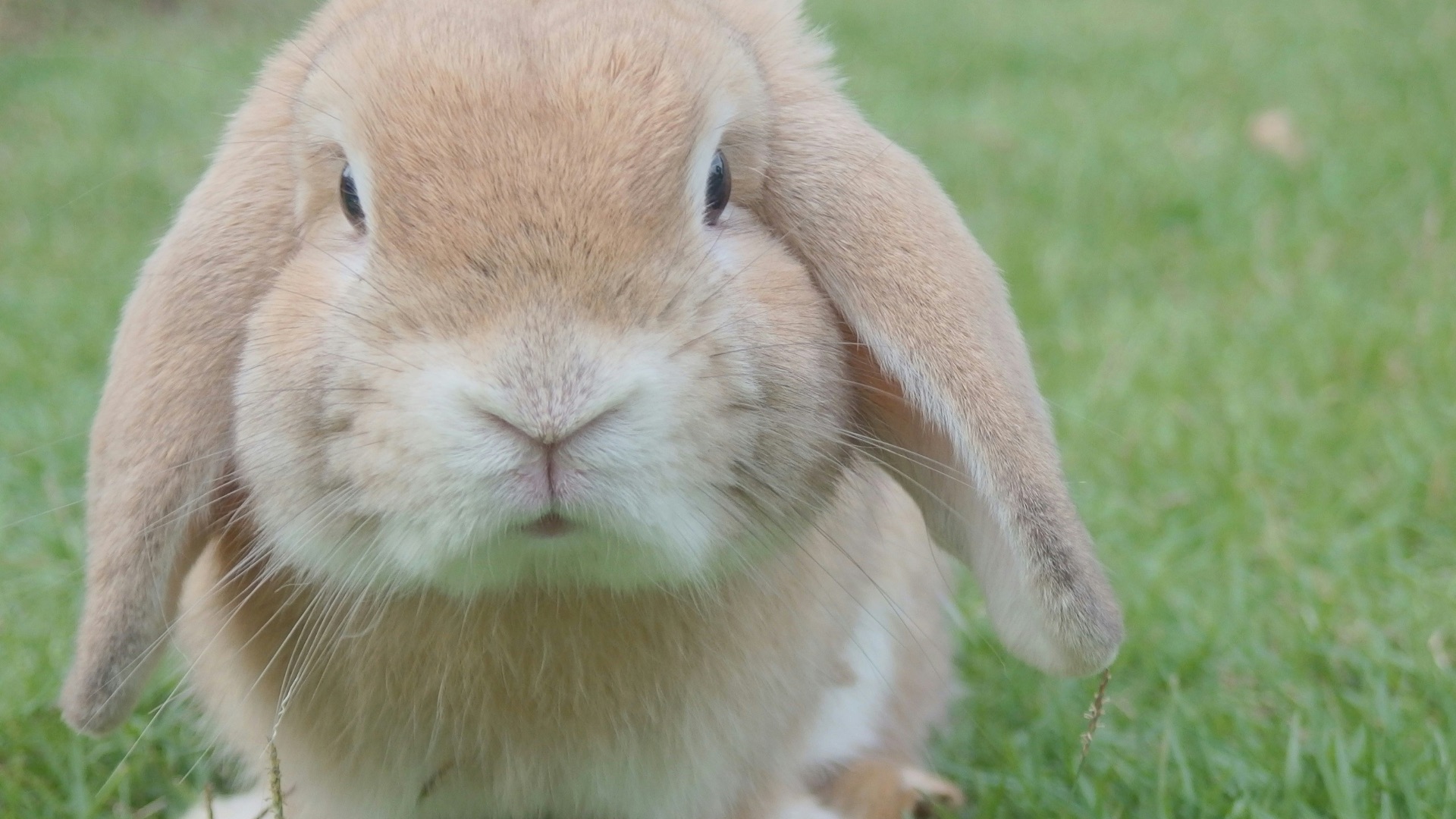 1. Napoléon a été attaqué par des lapins après l'une de ses plus grandes victoires