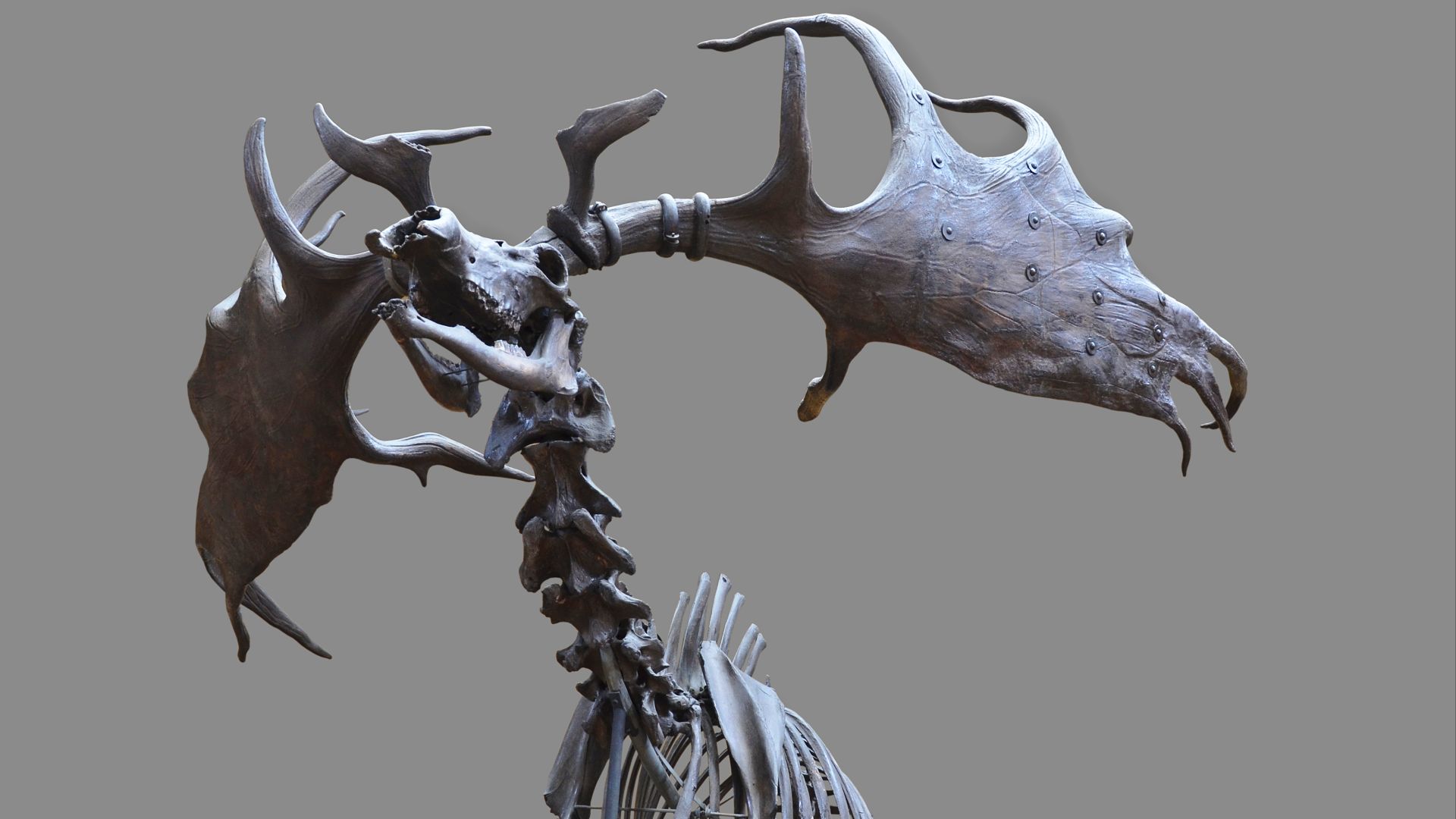 11. Irish Elk