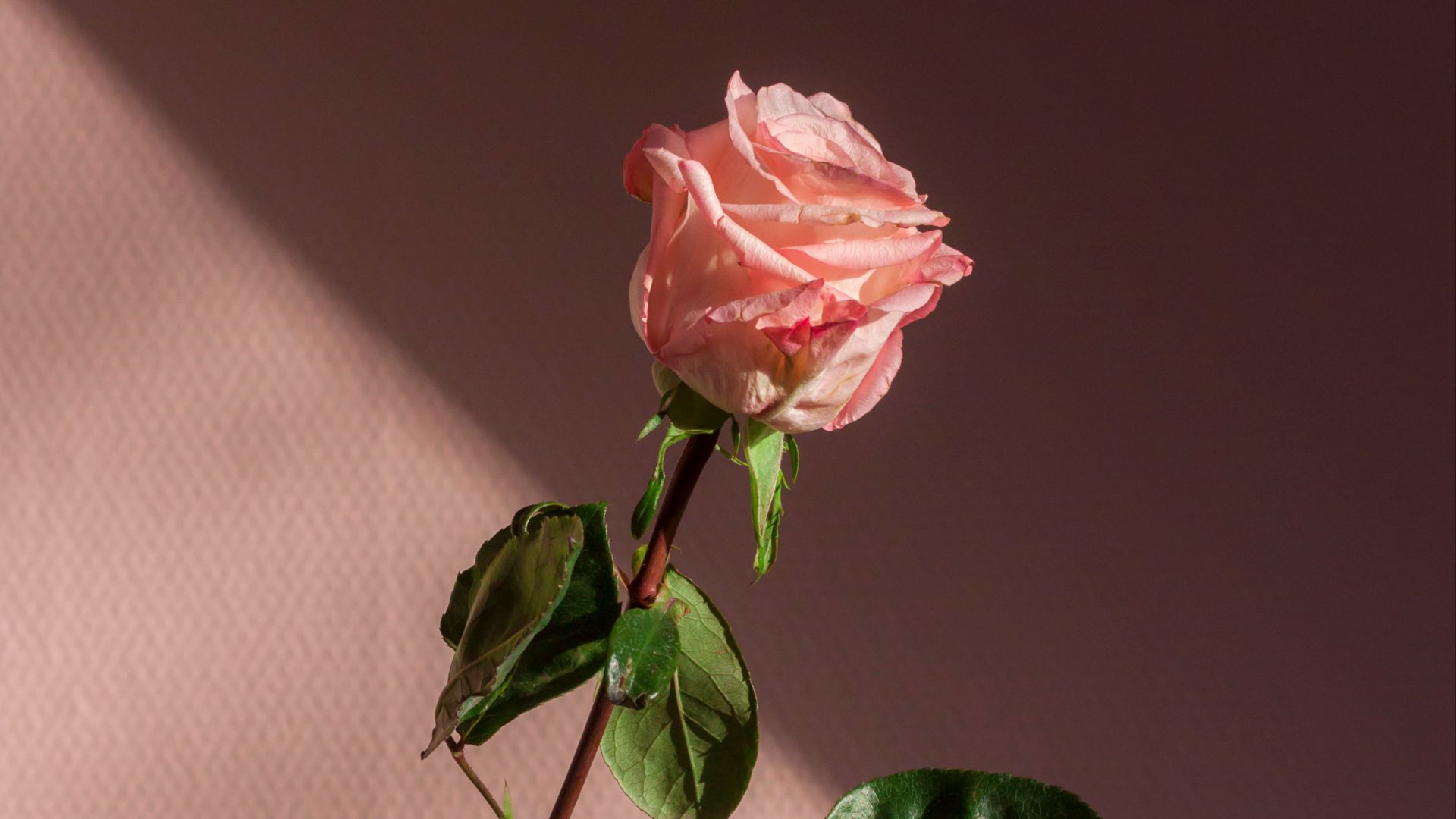 20. Une romance sans complication