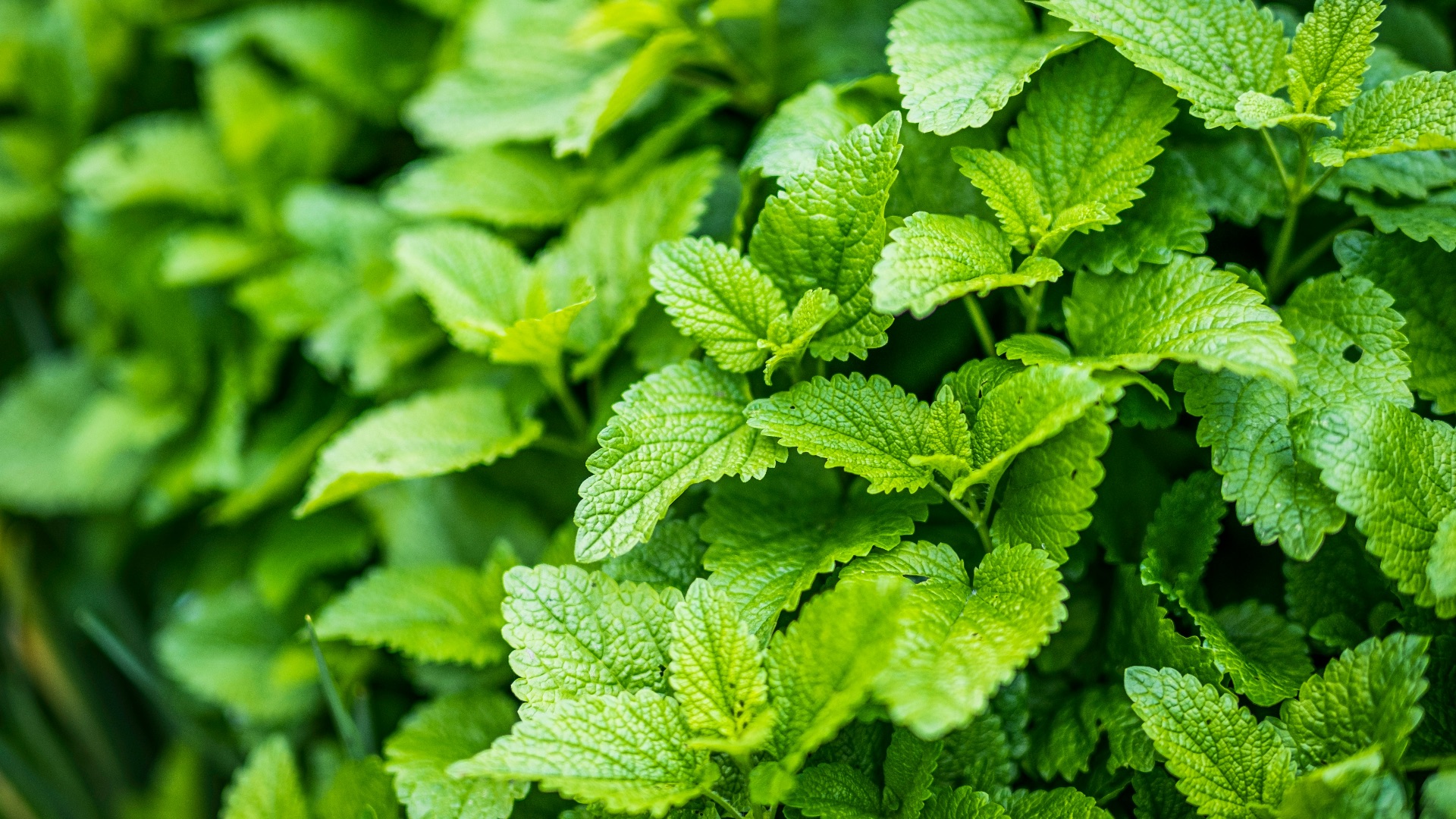 3. Menthe