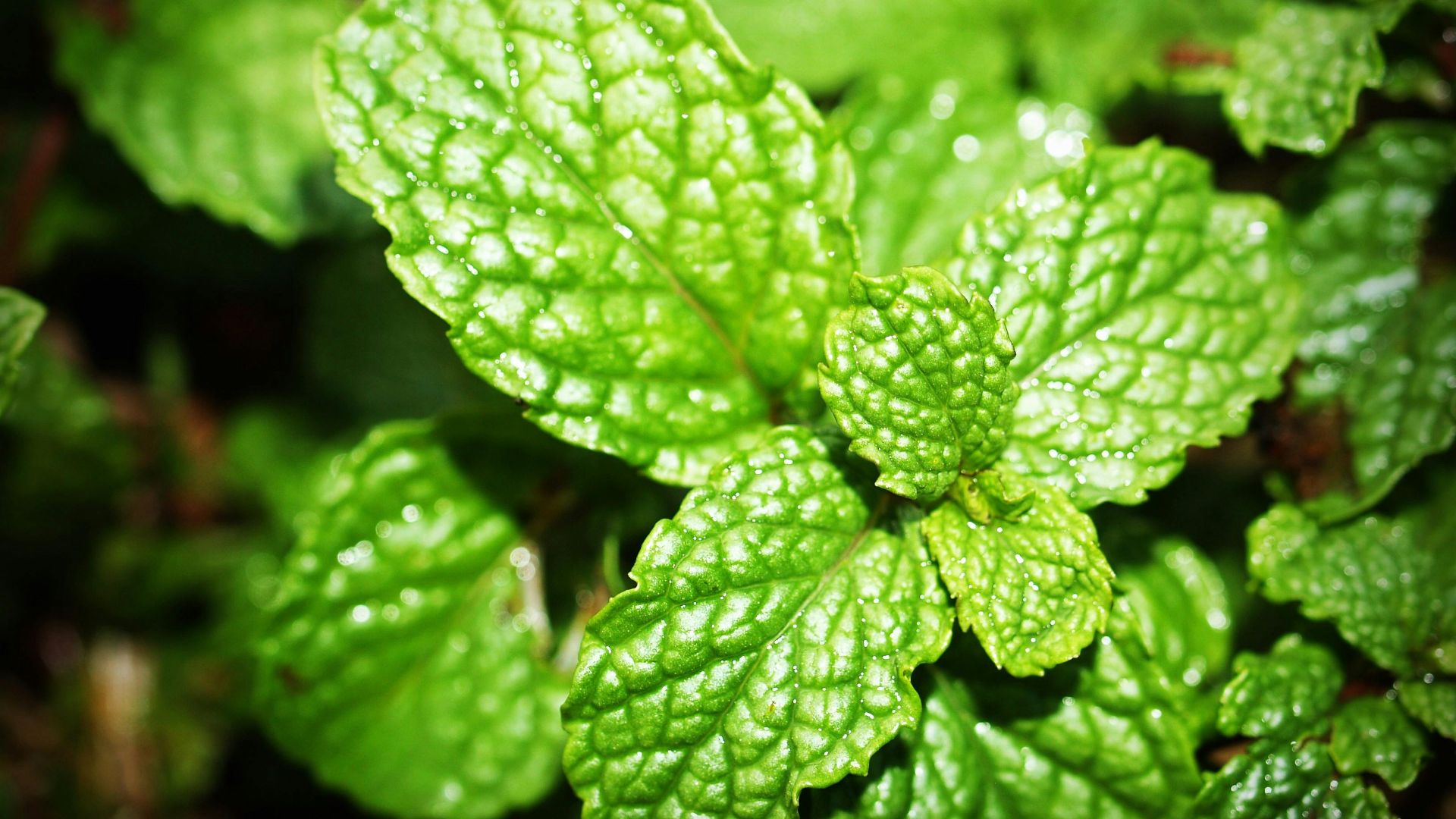 3. La menthe poivrée contre l'indigestion